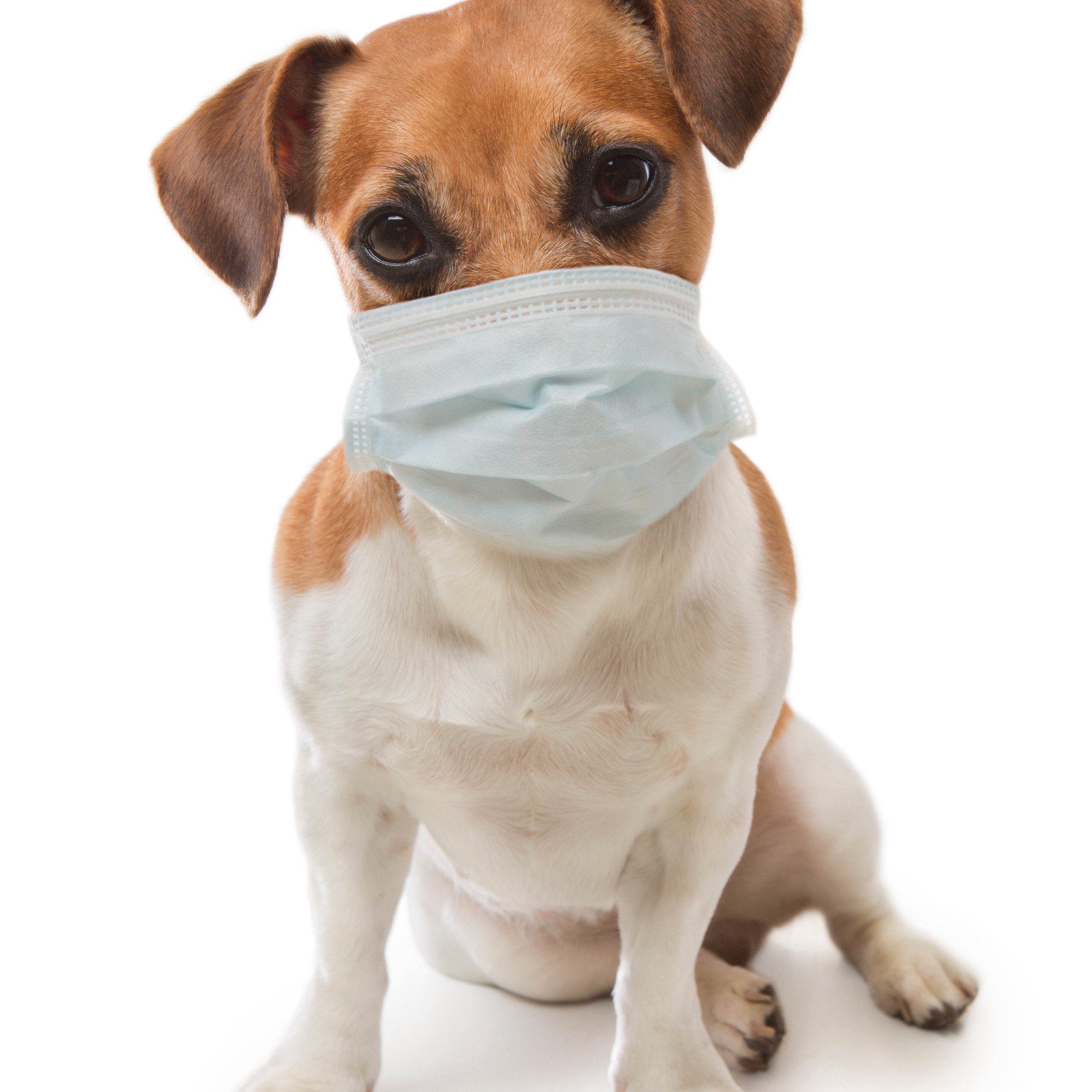 Michigan Humane: keep your pets inside during wildfire smoke episode artwork