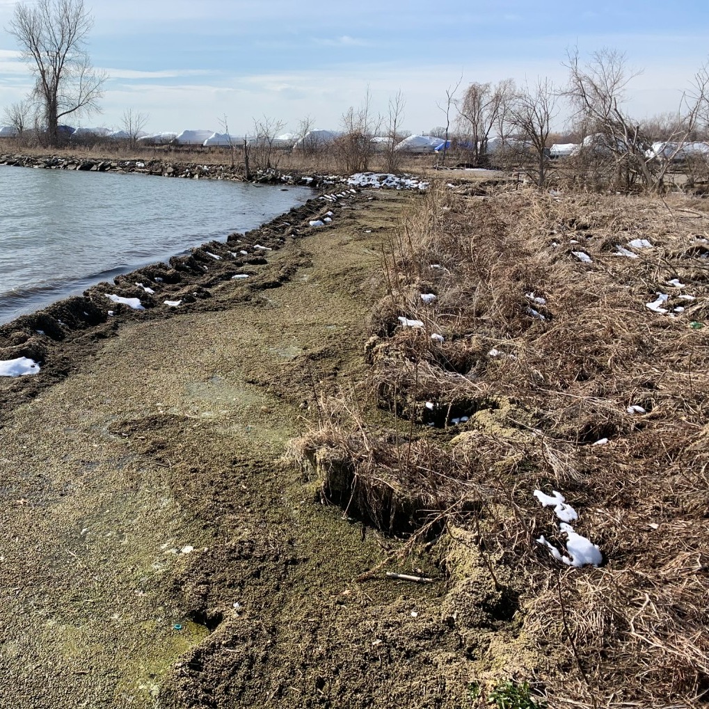 Algae muck plagues Lake St. Clair: "We've got to solve this issue" episode artwork