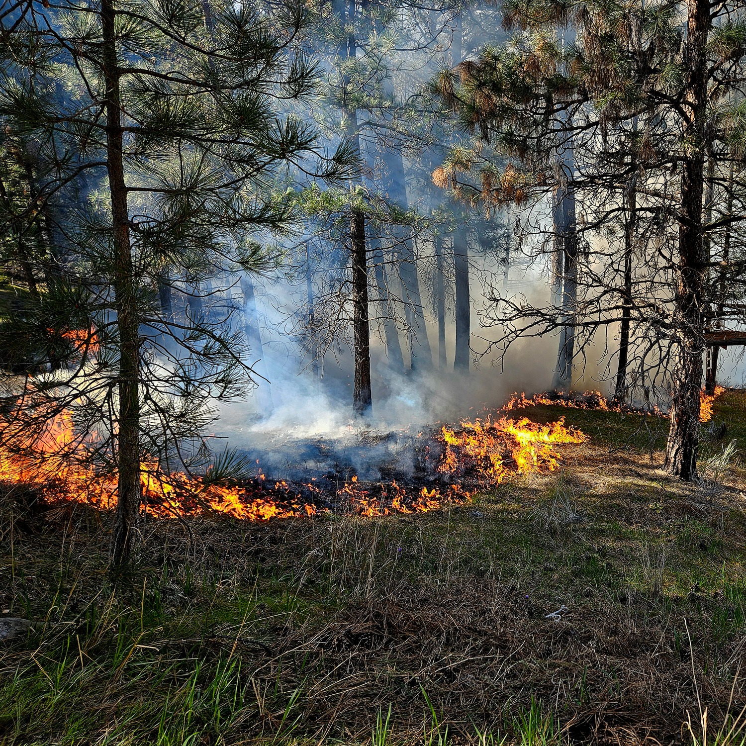 Michigan congressman demands Canada deal with wildfires, or face sanctions episode artwork