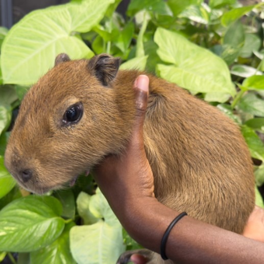 You're invited to a capybara gender reveal party in Utica episode artwork