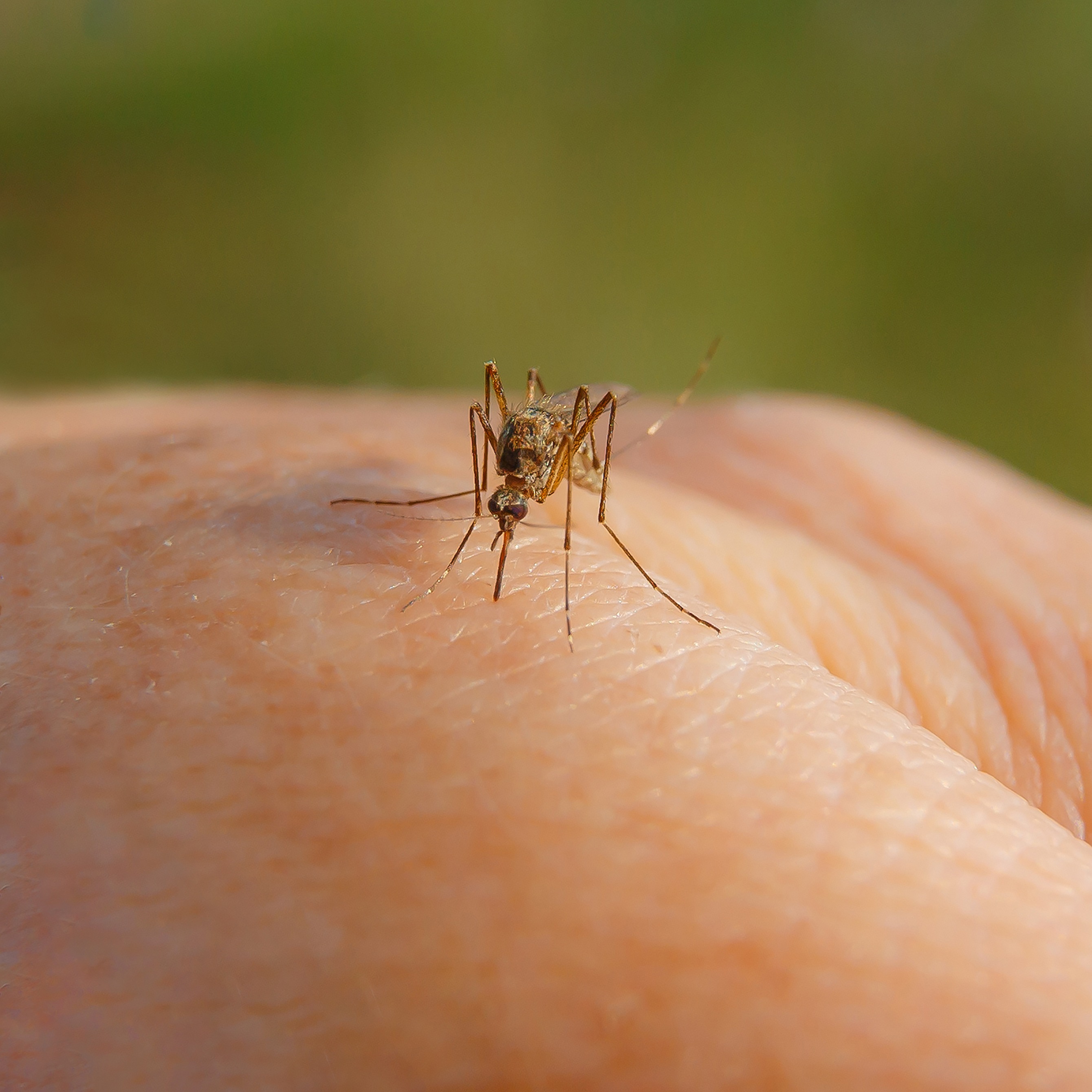 Wayne County mosquitos test positive for West Nile Virus episode artwork
