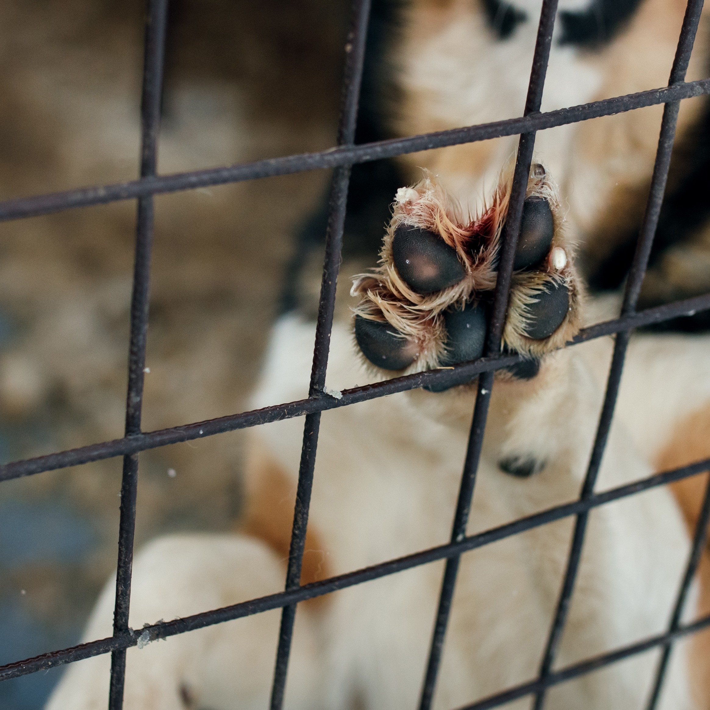 Macomb Co. Prosecutor says his office is committed to trying animal cruelty cases episode artwork