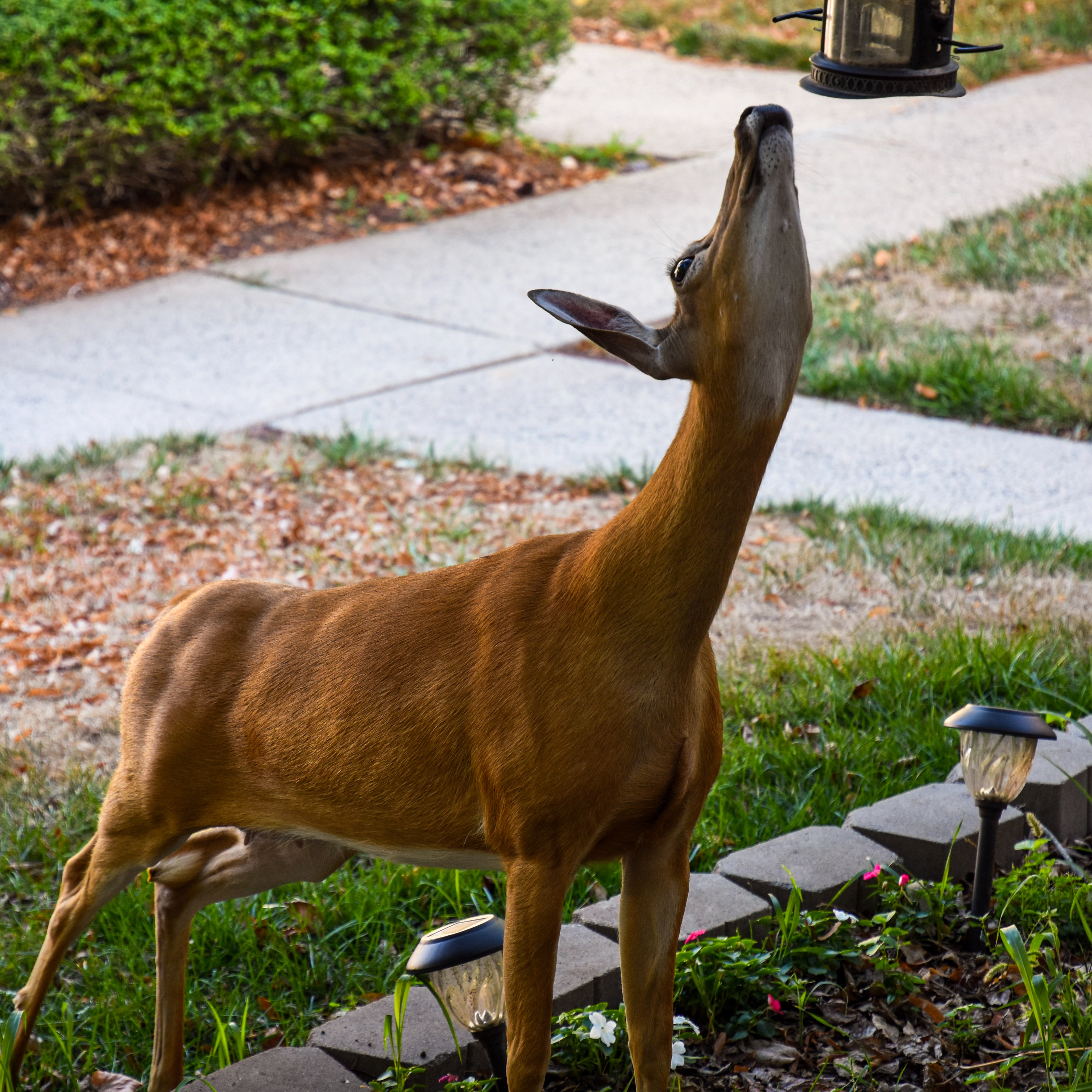 New law decriminalizes deer eating from bird feeders episode artwork