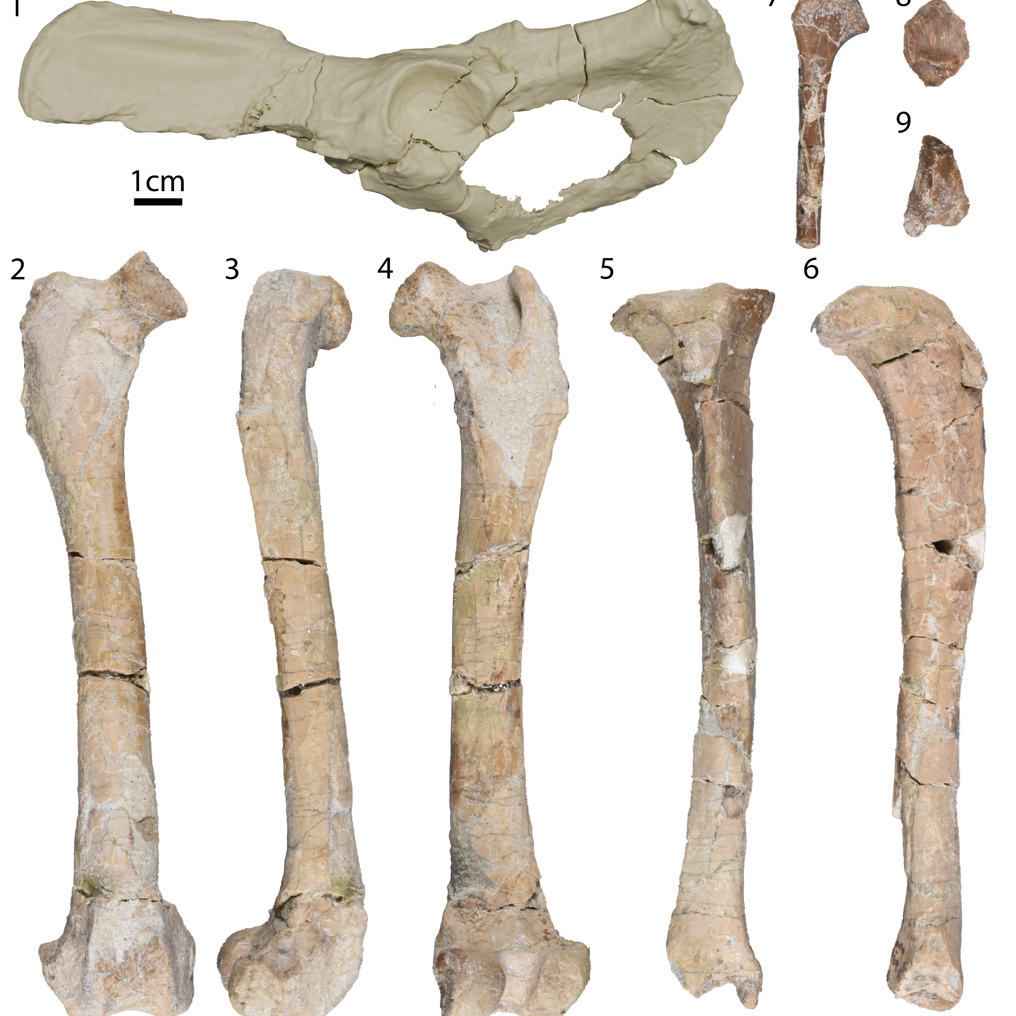 'Cory' a 30-million-year-old dog fossil proves evolution has limits episode artwork