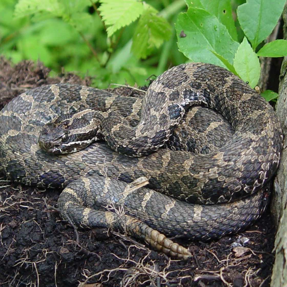 DNR: Leave Michigan's only venomous snake species alone episode artwork