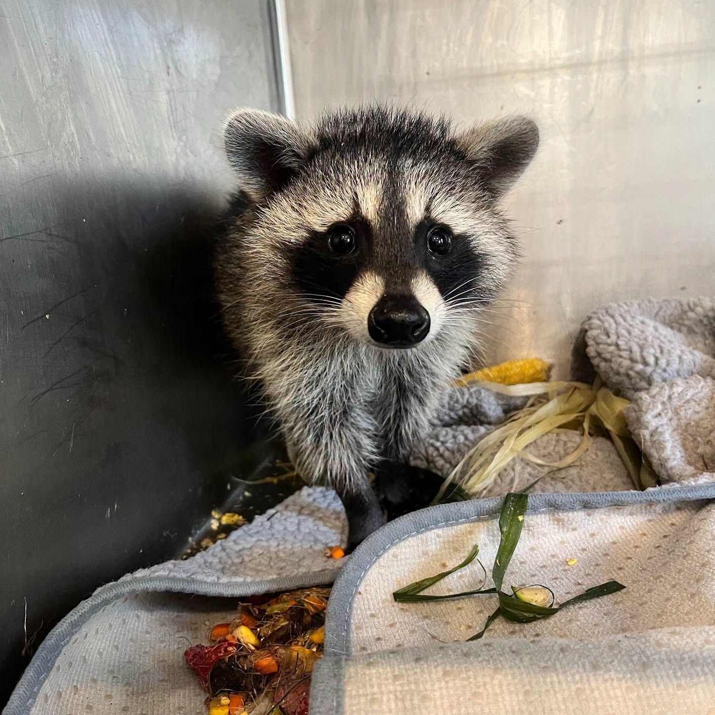 Why the Howell Nature Center still needs your help episode artwork