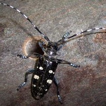 Check your trees for the invasive Asian longhorned beetle episode artwork