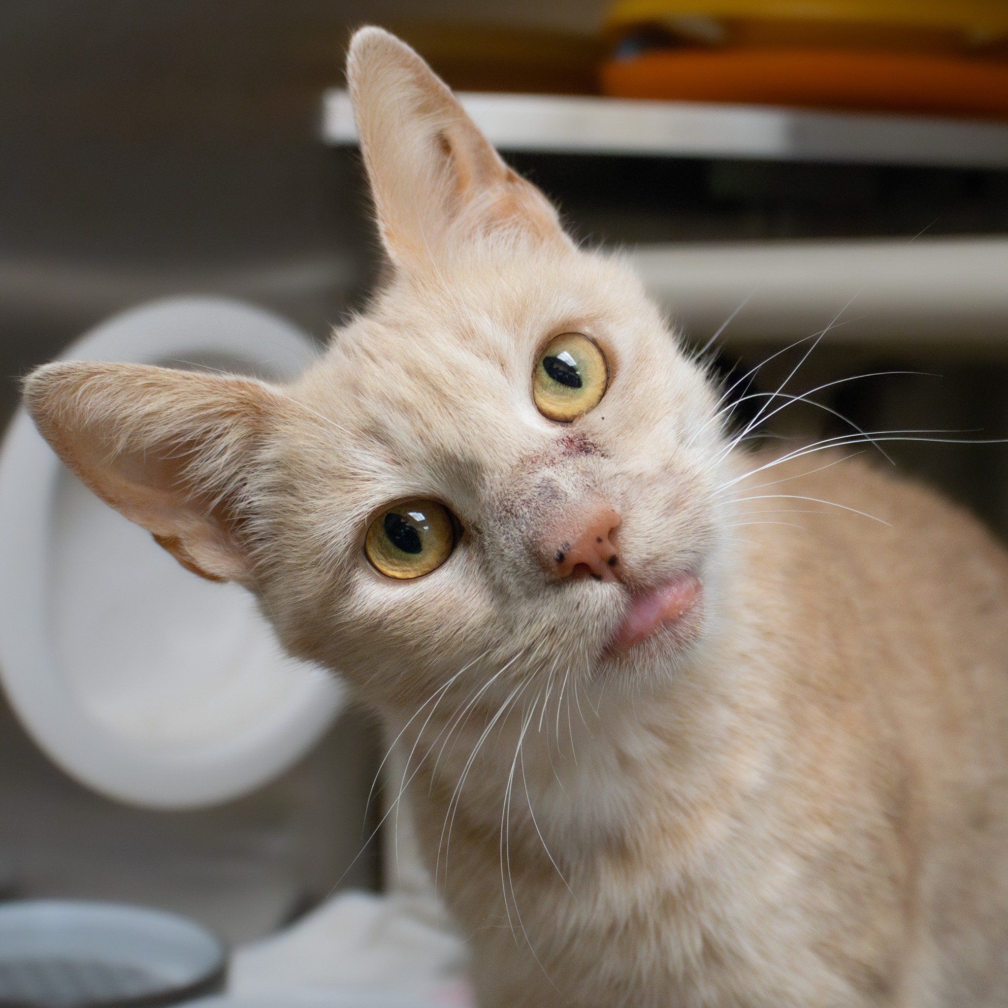 Humane Society of Huron Valley gets 149 cats over 4 week period episode artwork