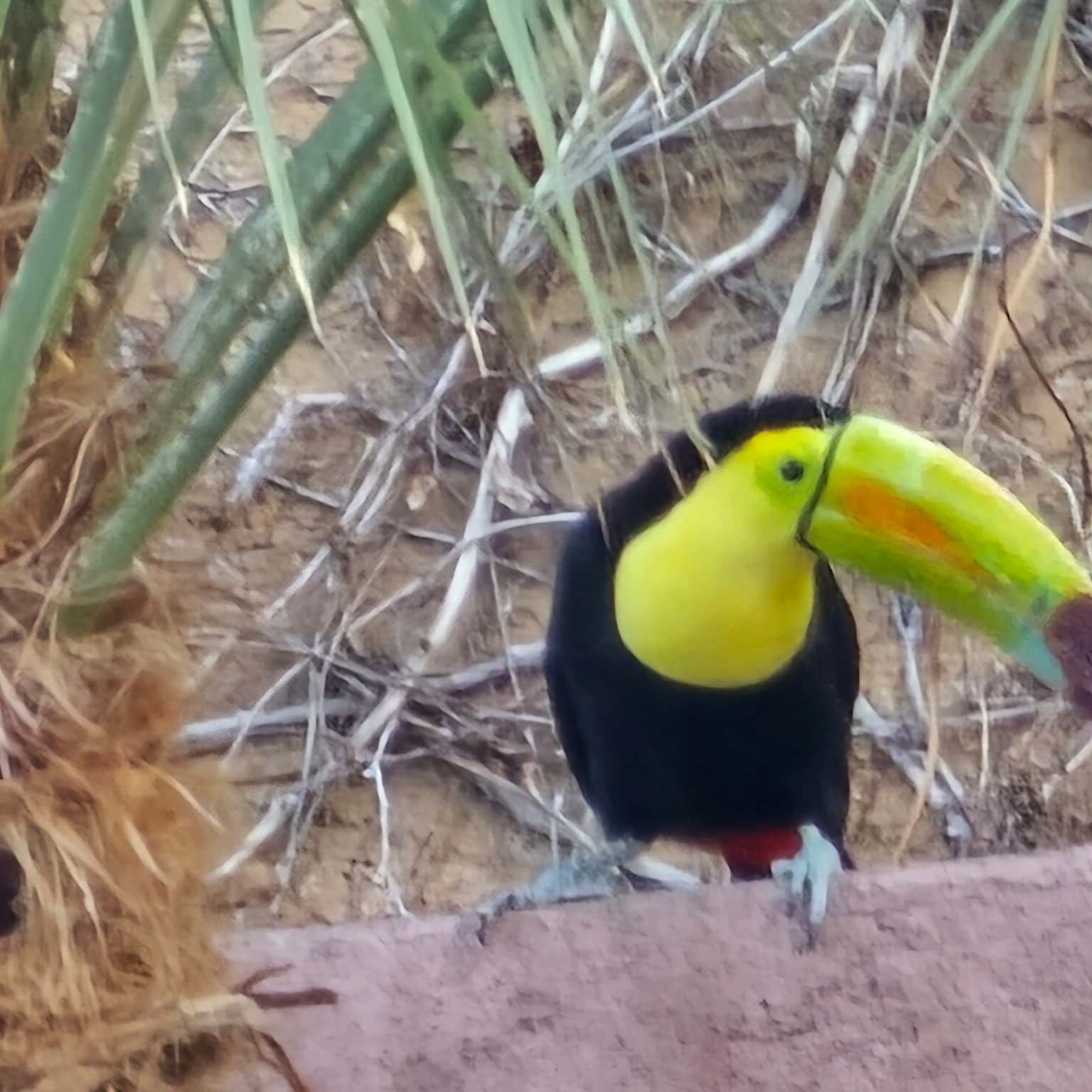 Toucan Spotted in Las Vegas: Skye Marsh from Southwest Exotic Avian Rescue episode artwork