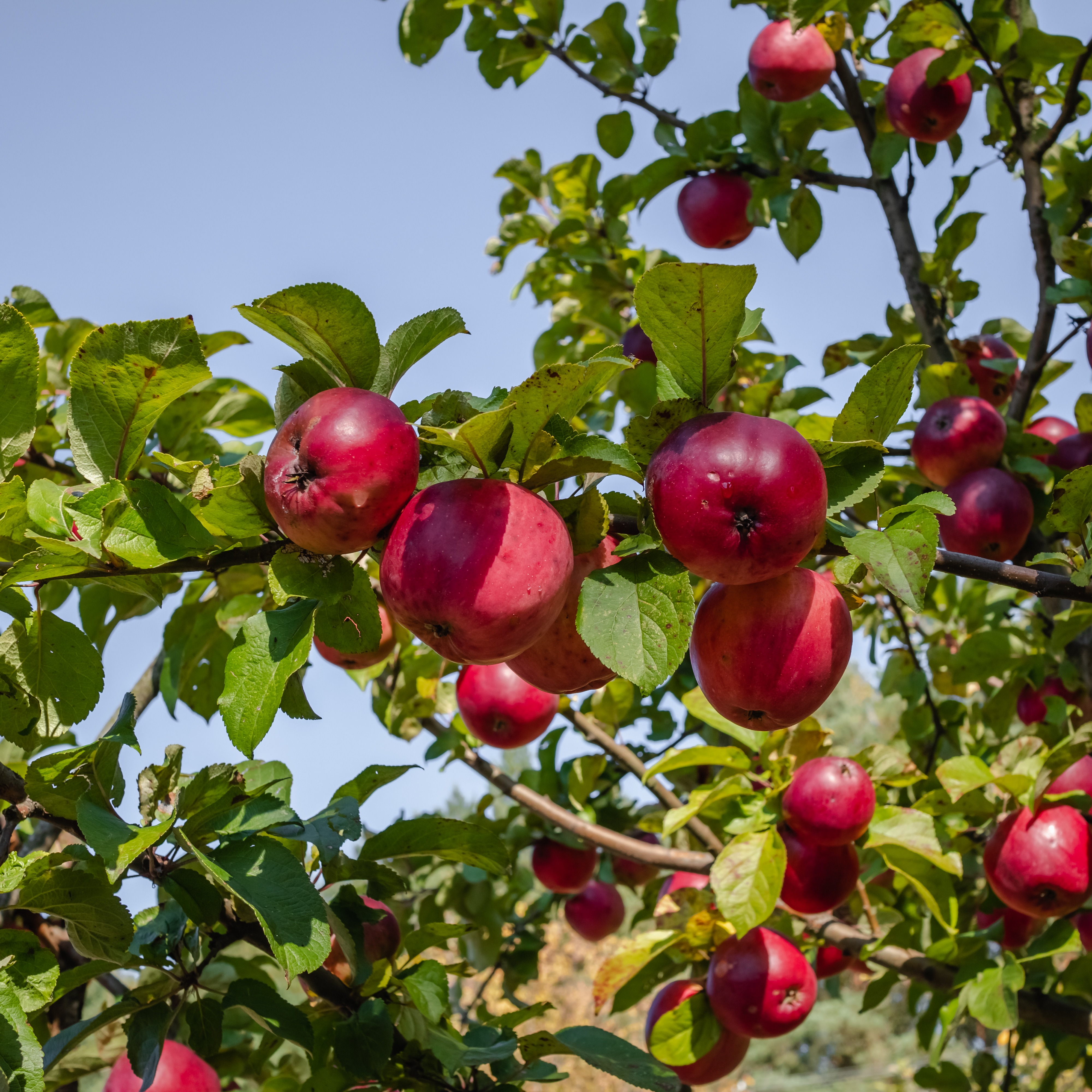 When to Plant Apple Tree Seeds, Causes Behind Lilac Issues, The Lifespan of Plants
