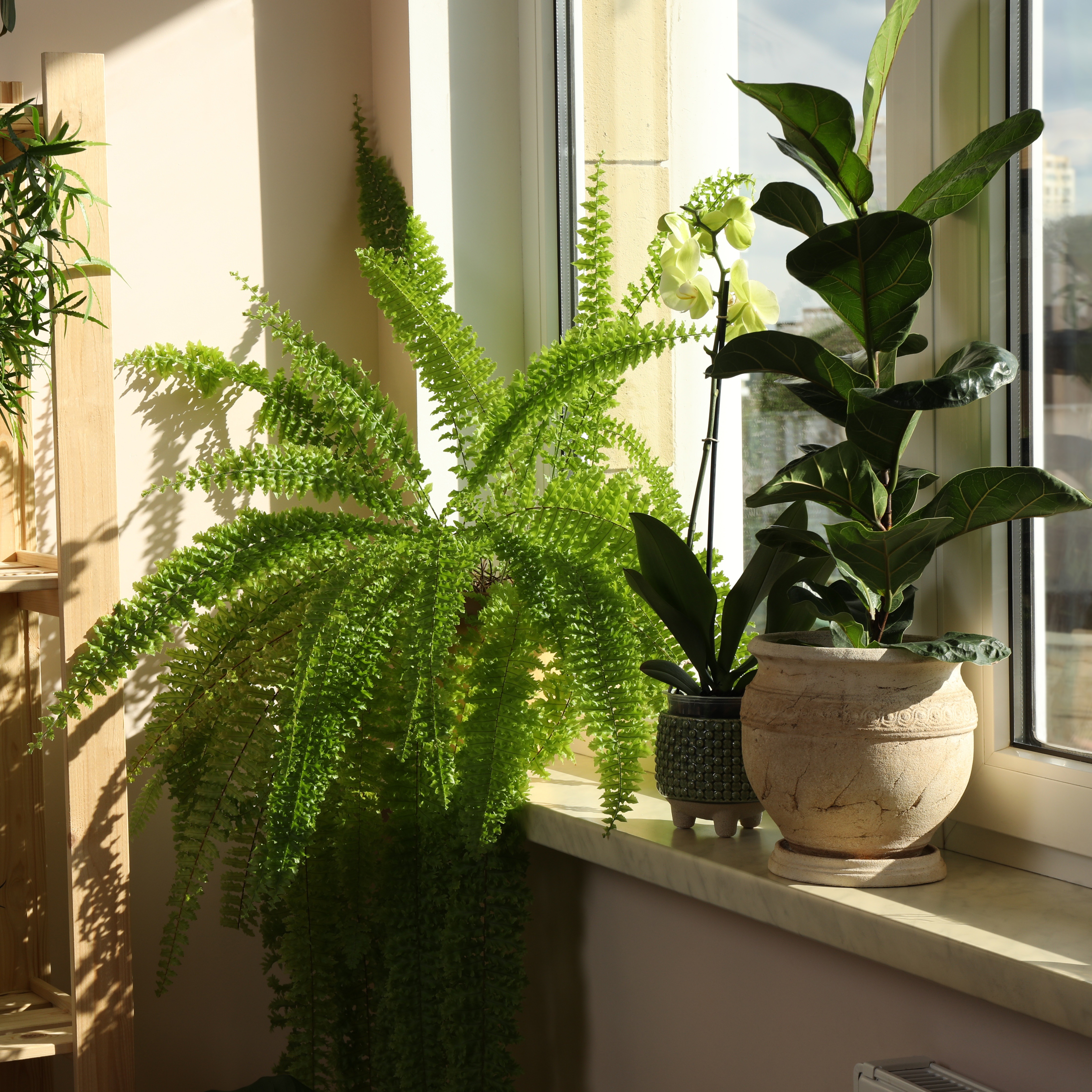 Bringing Outside Plants Inside, Tips to Saving a Tree, Getting Hostas to Survive the Winter