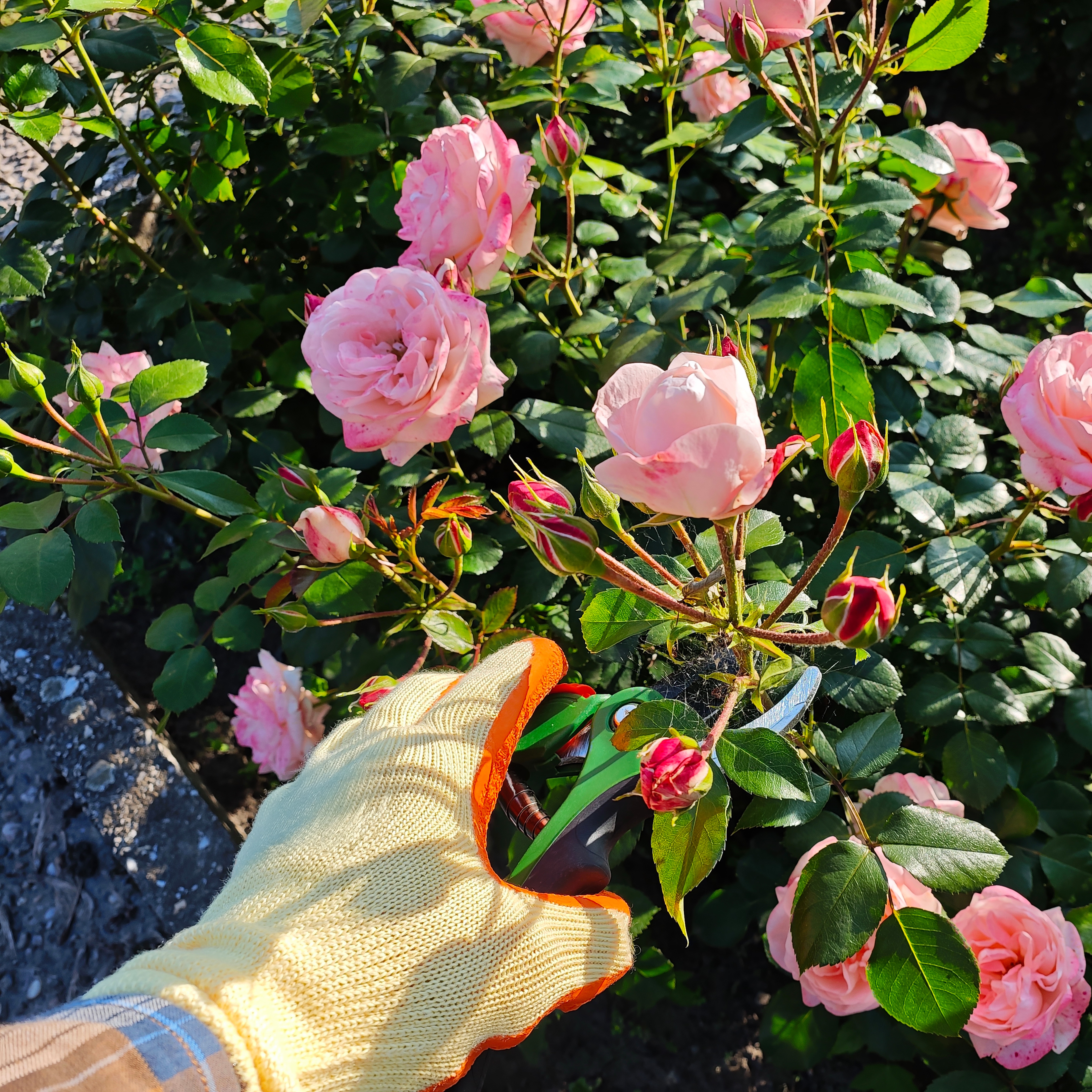 Keep Watering Your Plants, Rose Tipping Tips, When to Trim Trees