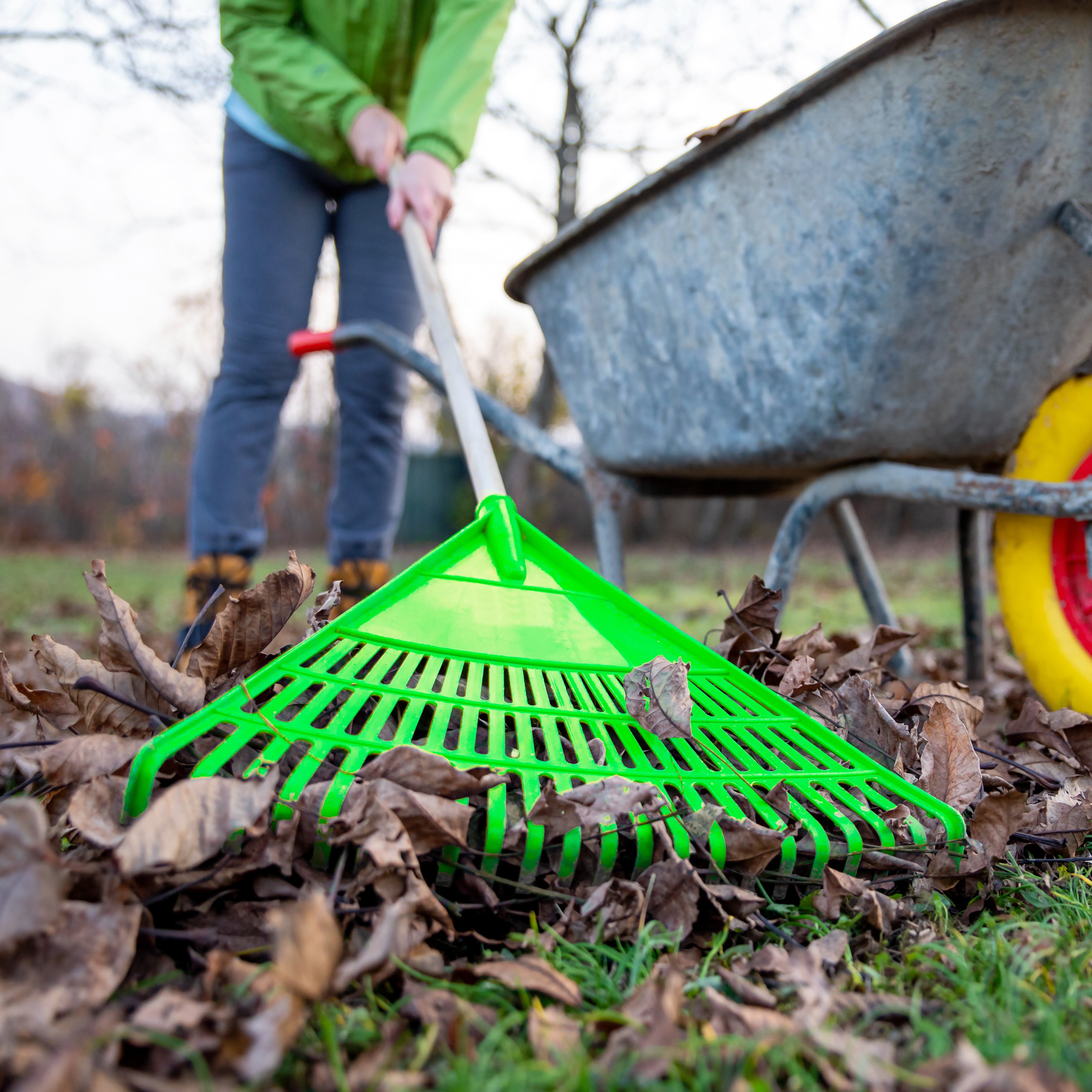 Now is the time to Dormant Seed, Protecting Plants for Winter, Mulching Leaves on the Lawn