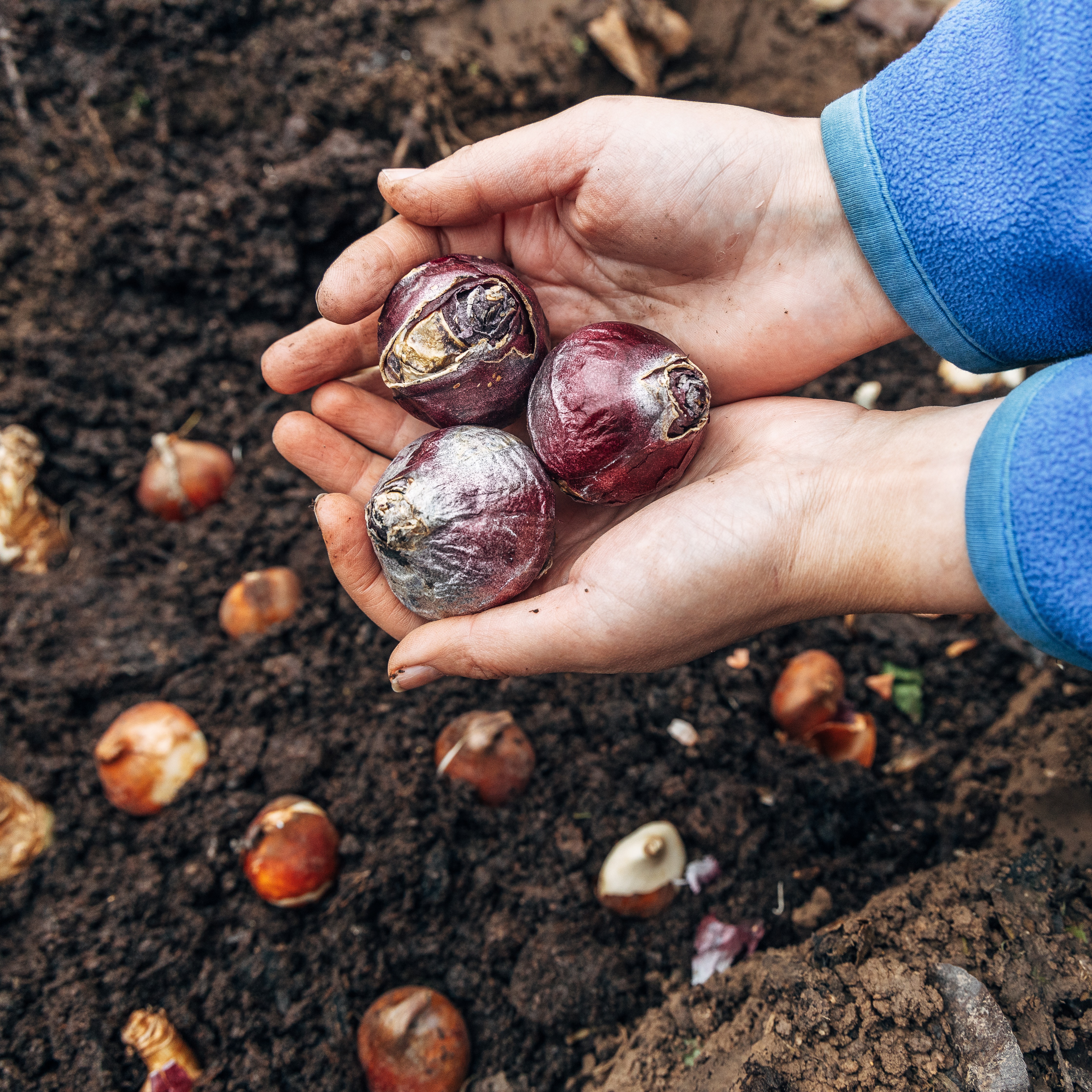 Tips for Planting Spring Bulbs, Lilacs Blooming Again, Dormant Seeding and Aerating Answers