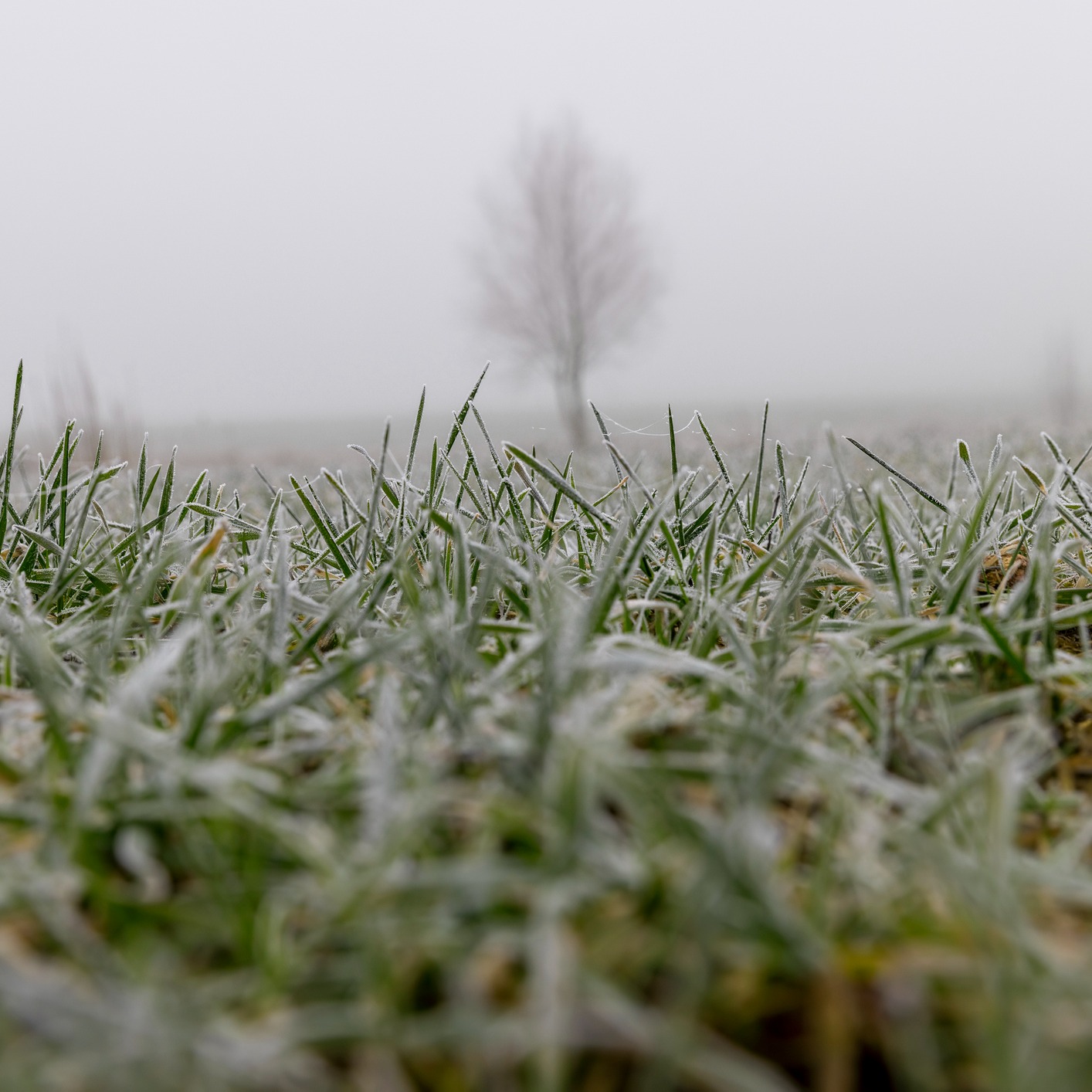 Seeding and Salvaging your Lawn and Garden Now or Never!