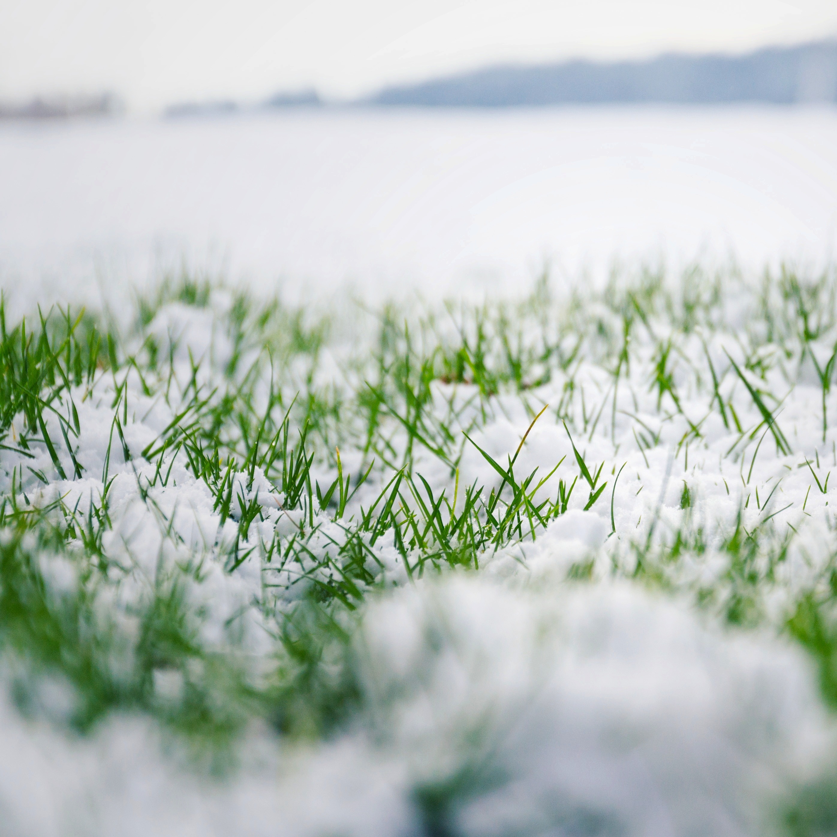 Selecting the Best Apple Seeds, Dormant Seeding With Snow, When to Treat for Creeping Charlie