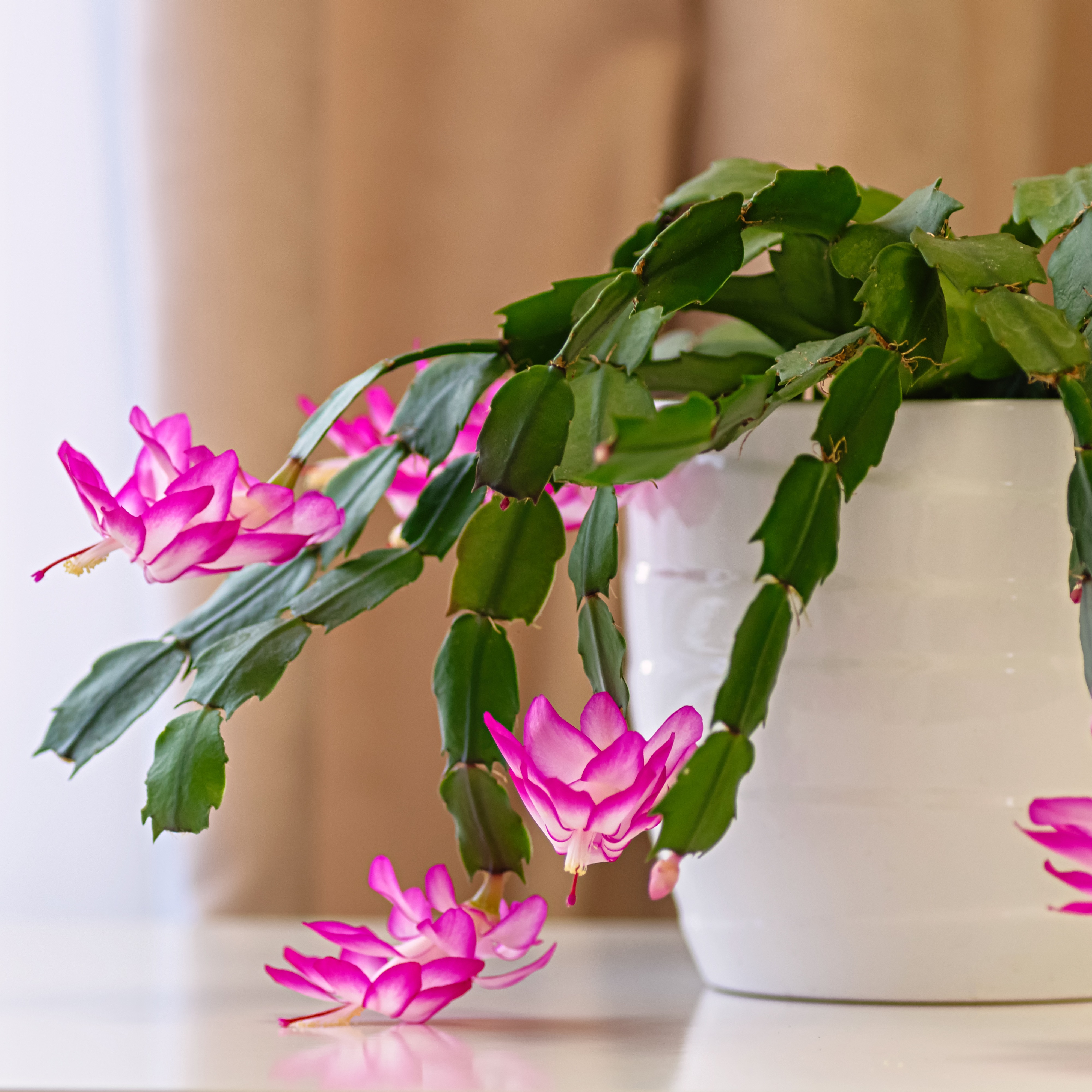 Good Gifts for Gardeners, Keeping Fungus Gnats Away, Growing Herbs Indoors