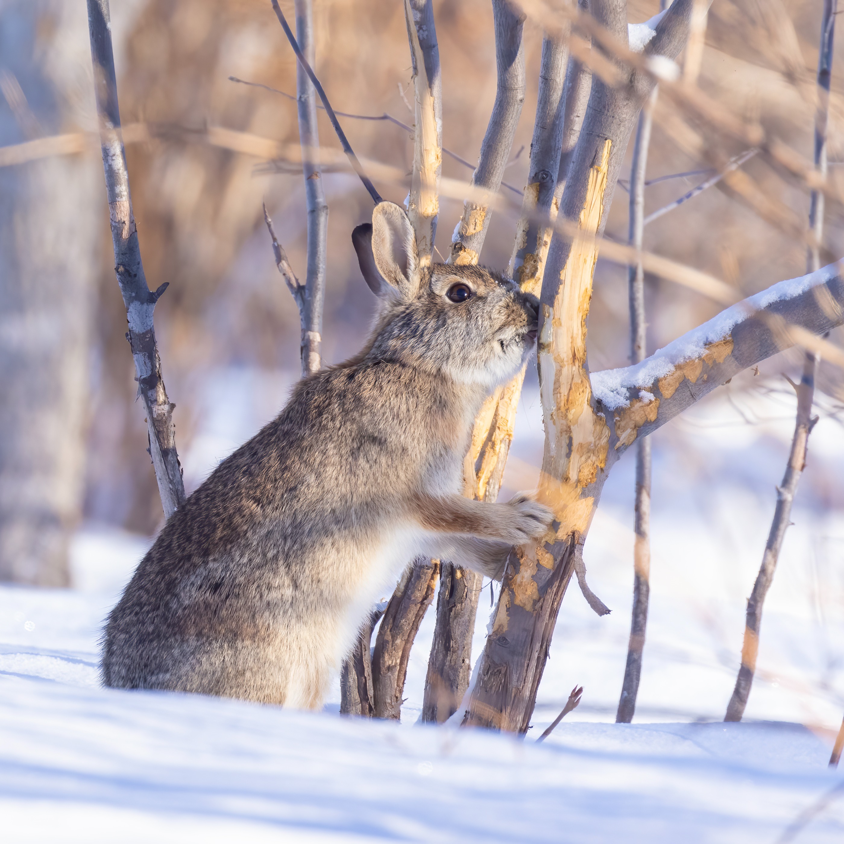 More Dormant Seeding Questions, Defending Plants Against Animals, When a Lilac Bush is Dead
