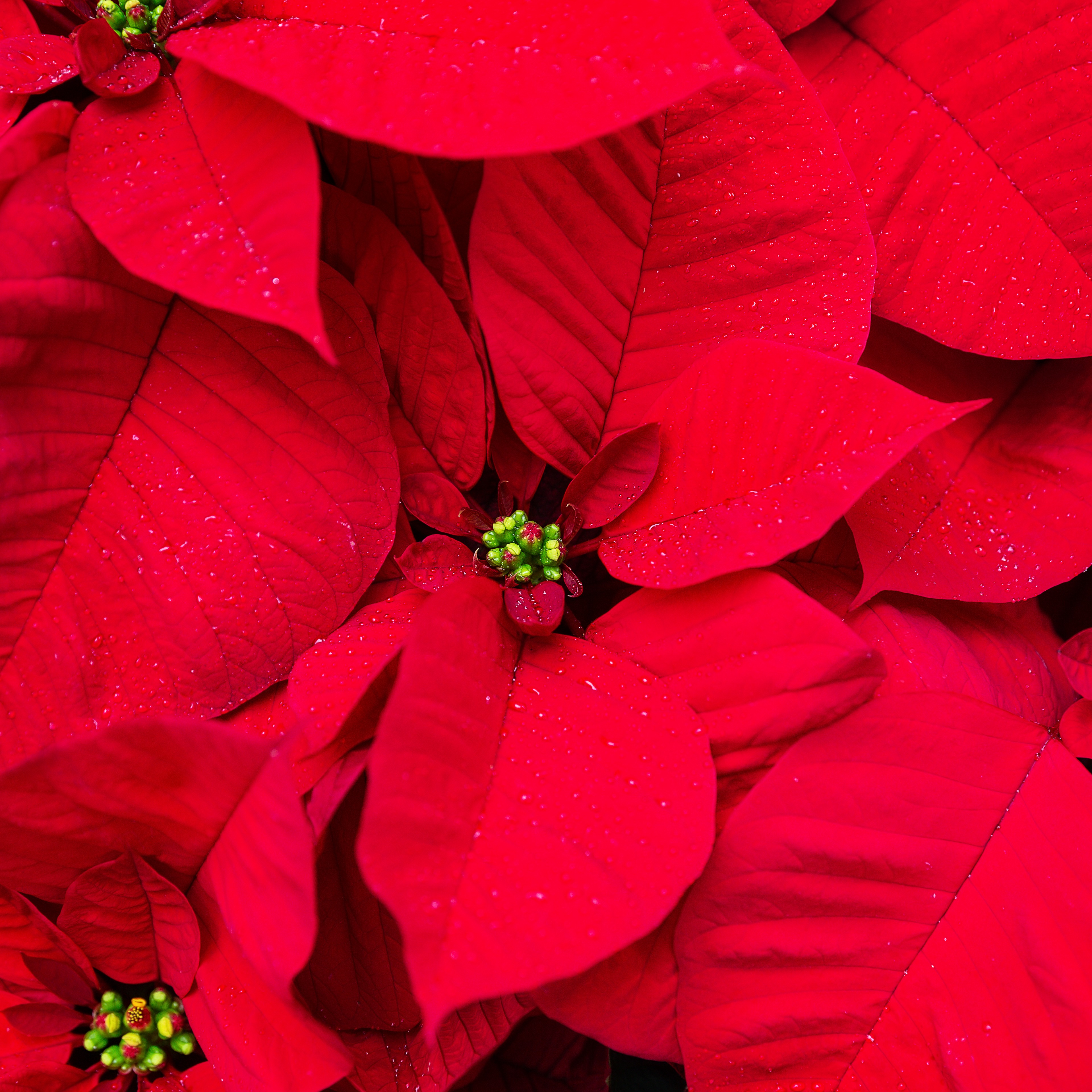 Protecting Evergreen Trees, How to Pick Out a Plant For a Gift, Christmas Cactus Concerns