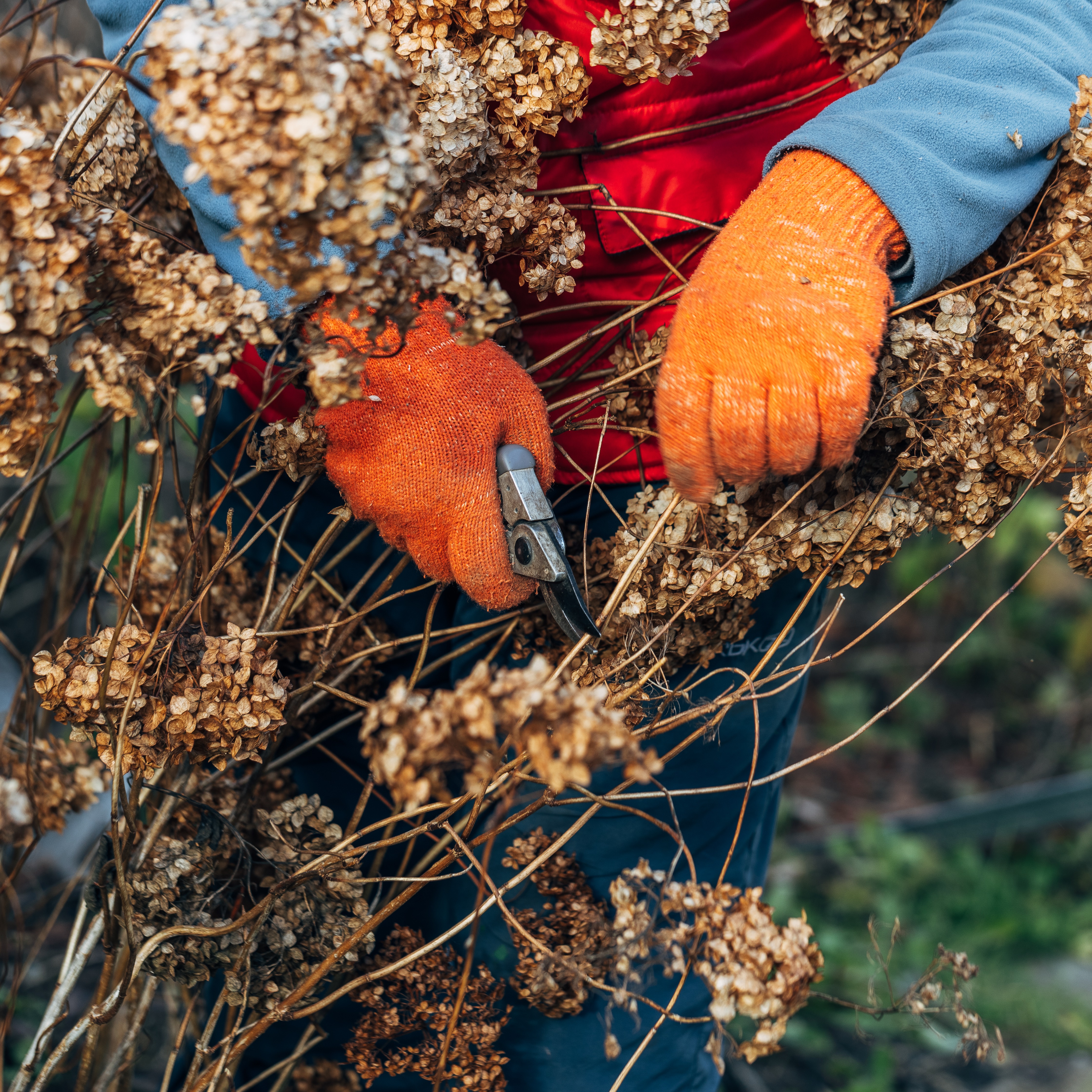Starting Seeds Indoors, Getting Ready for Grass Seed, Plants to Keep Away from Pets