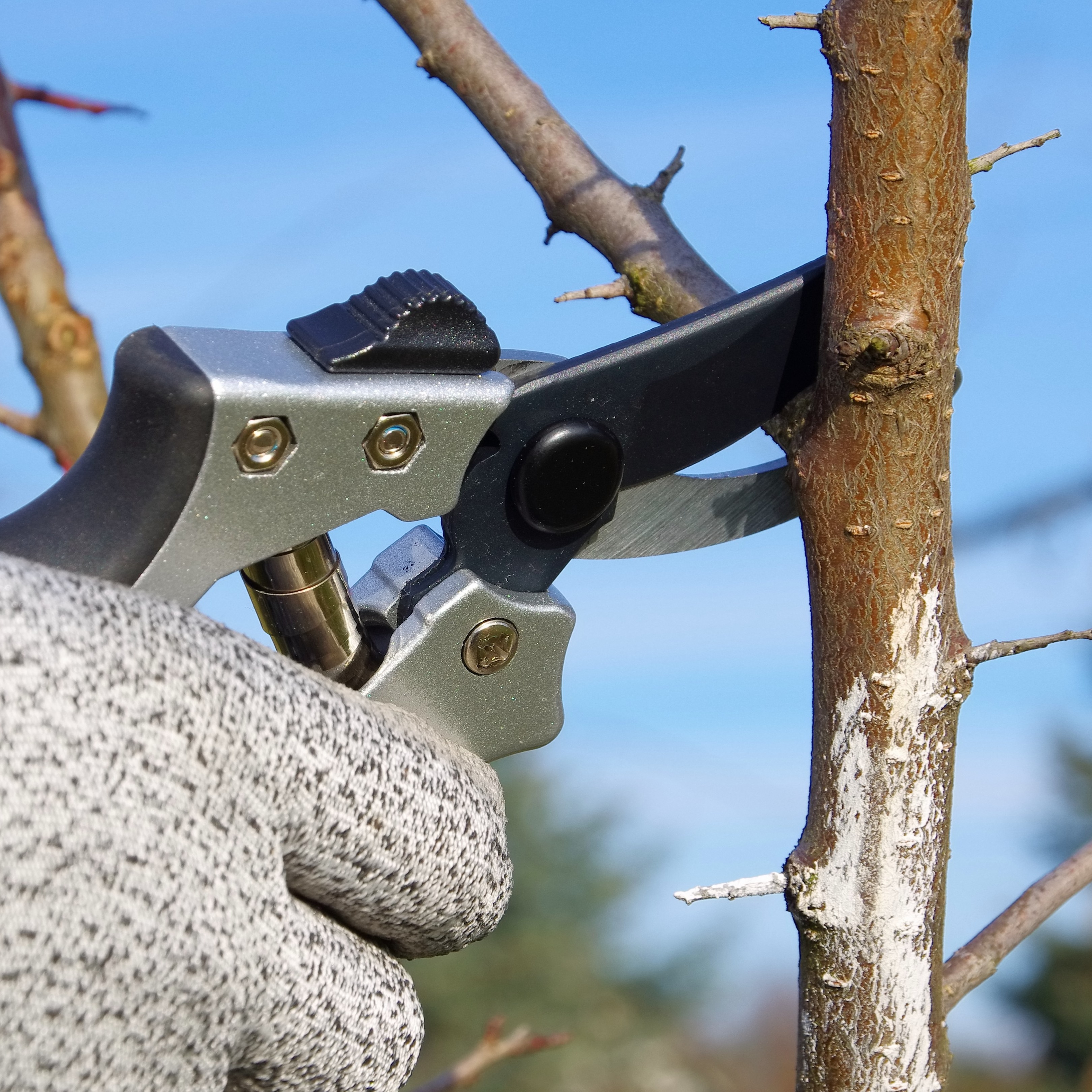 Working With Weird Winter Weather, The Time to Prune Trees, January Deadlines for Gardeners