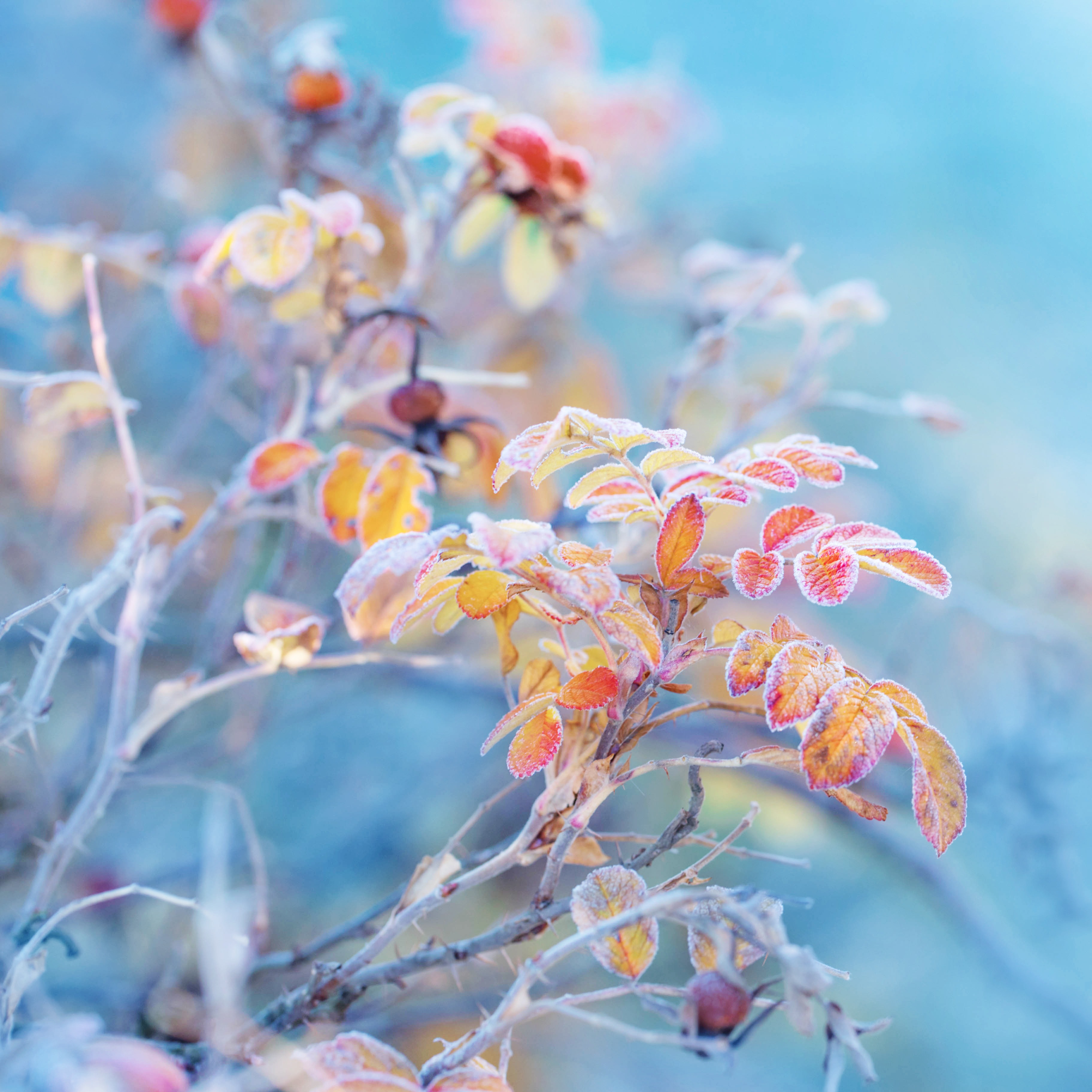 How Temperature Can Impact Trees, Winter Sowing Tips, Properly Repotting a Plant