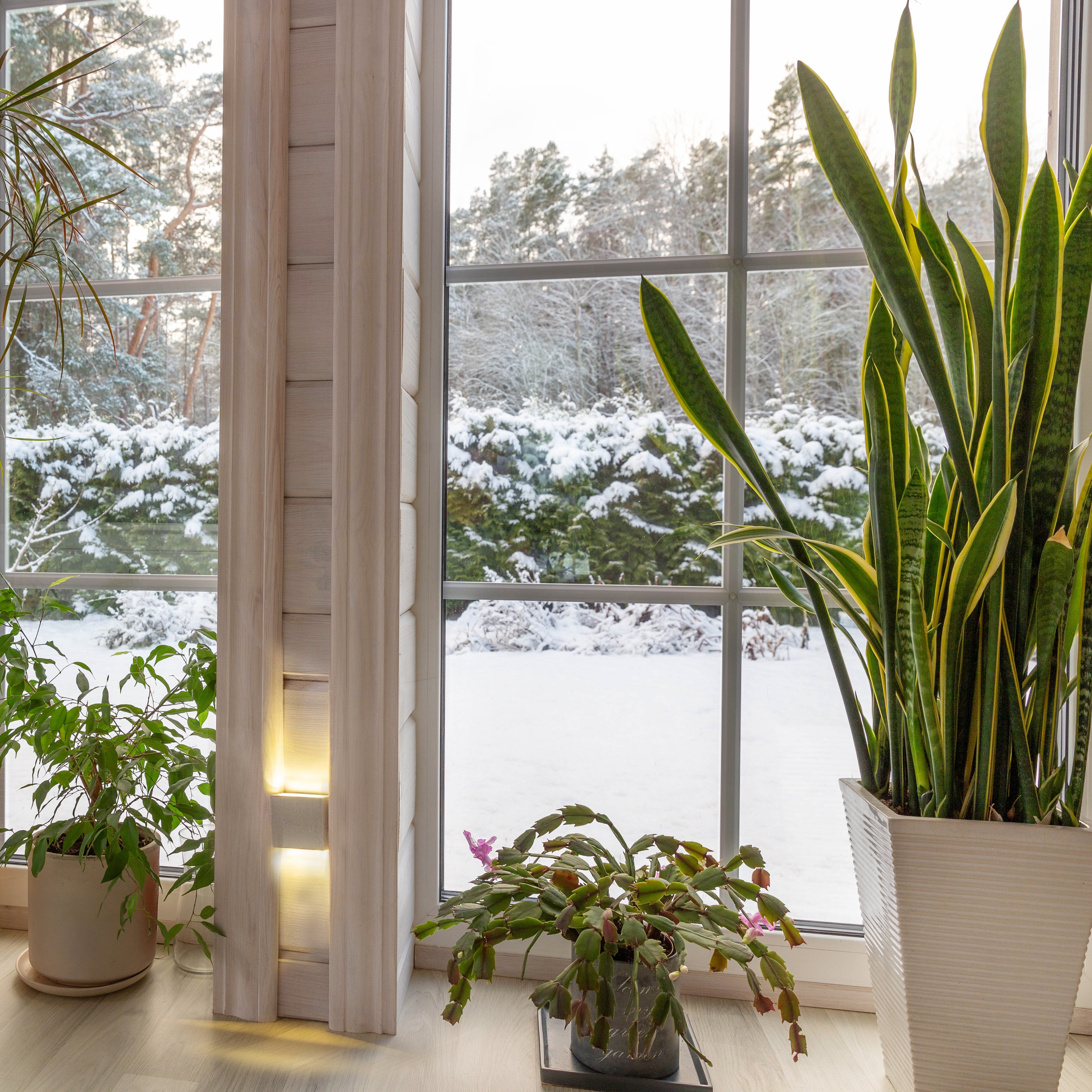 Preparing Gardens in The Winter, Exploding Trees, When to Start and Stop Pruning