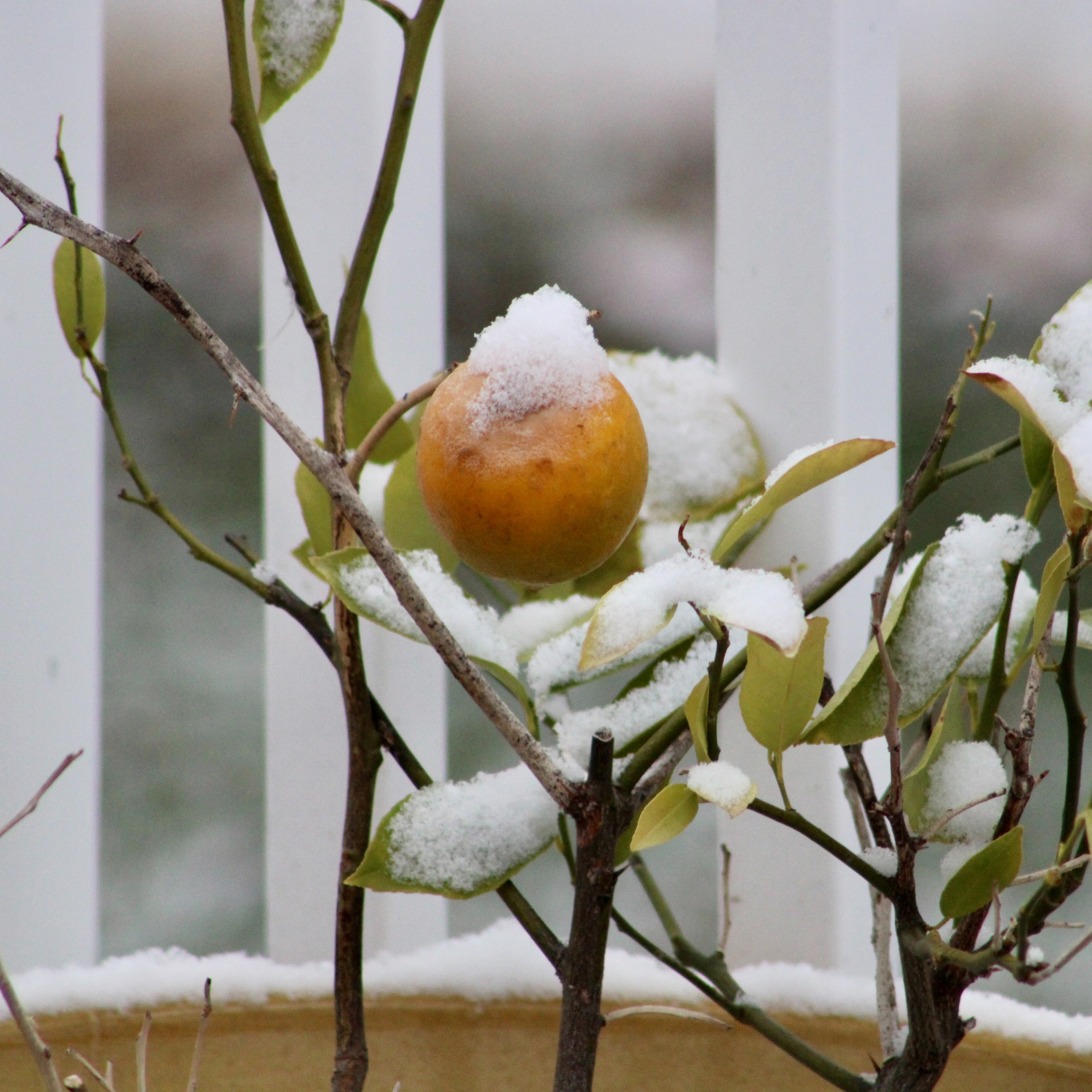 Winter Sowing Solutions, Fruit Tree Tips, Spider Mite Mitigation