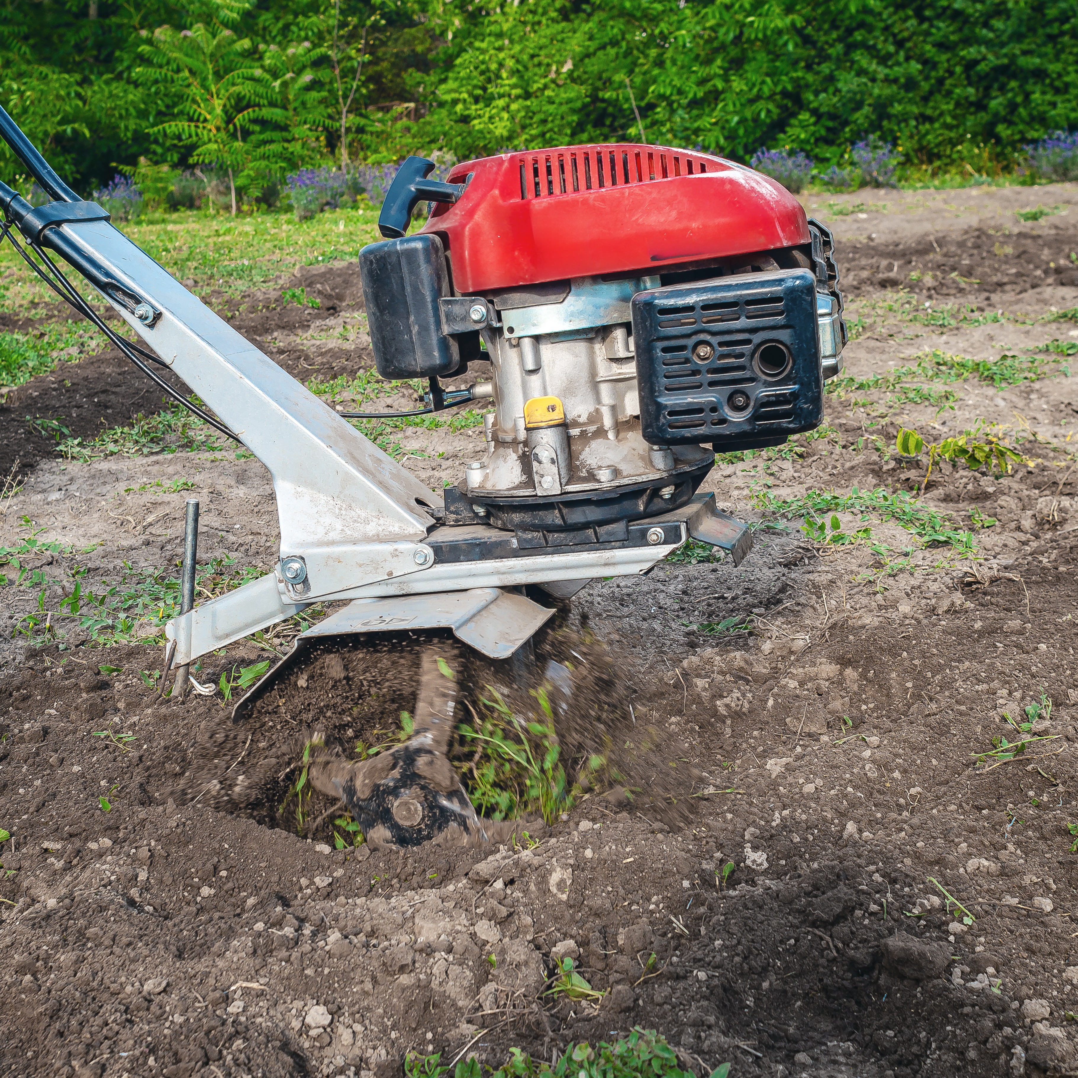 Transplanting House Plants, More Fungus Gnat Problems, Tree Trouble