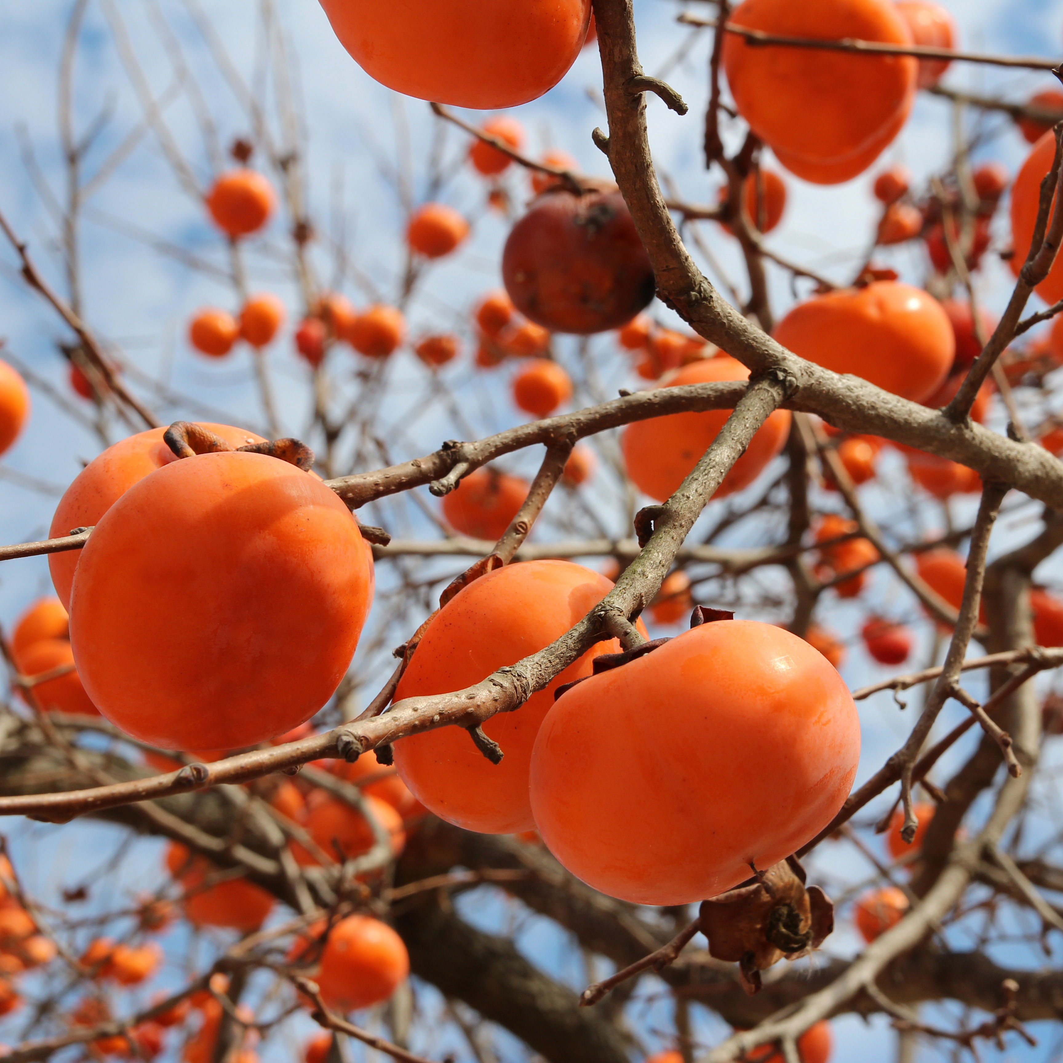 Growing Persimmons in Minnesota, Cold Treating Plants, Planting a Lawn for Bees