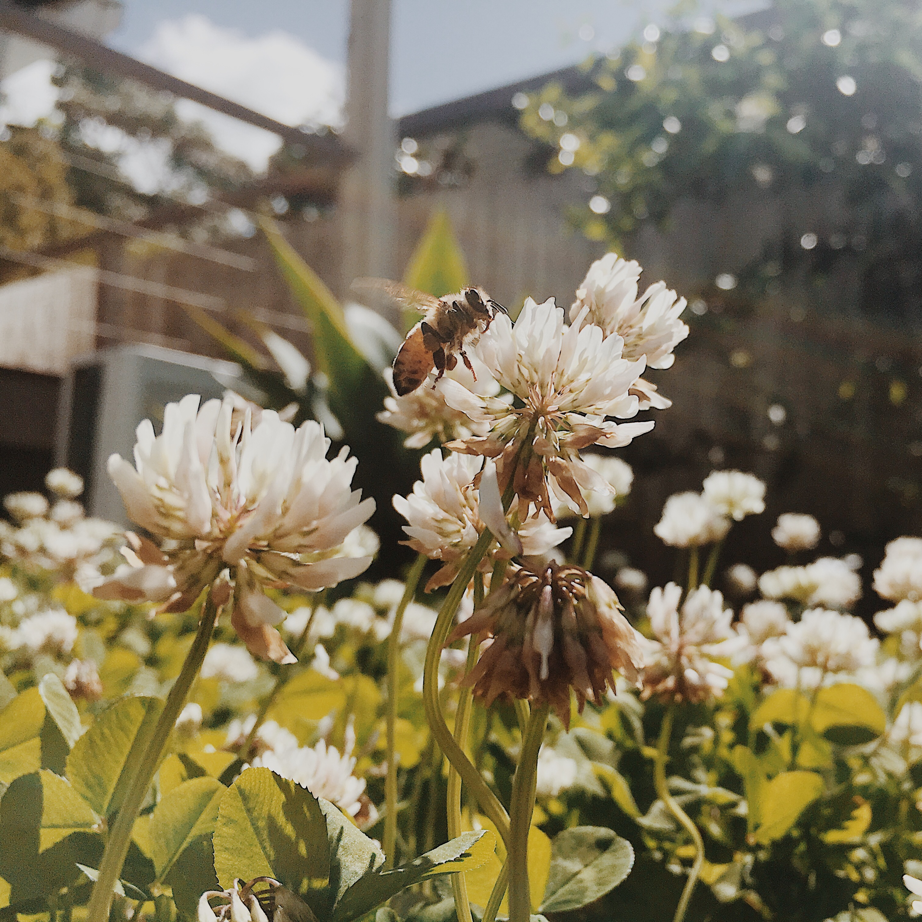 Bee Lawn Basics, Preparing a Prairie Area, Getting Rid of Moles and Voles