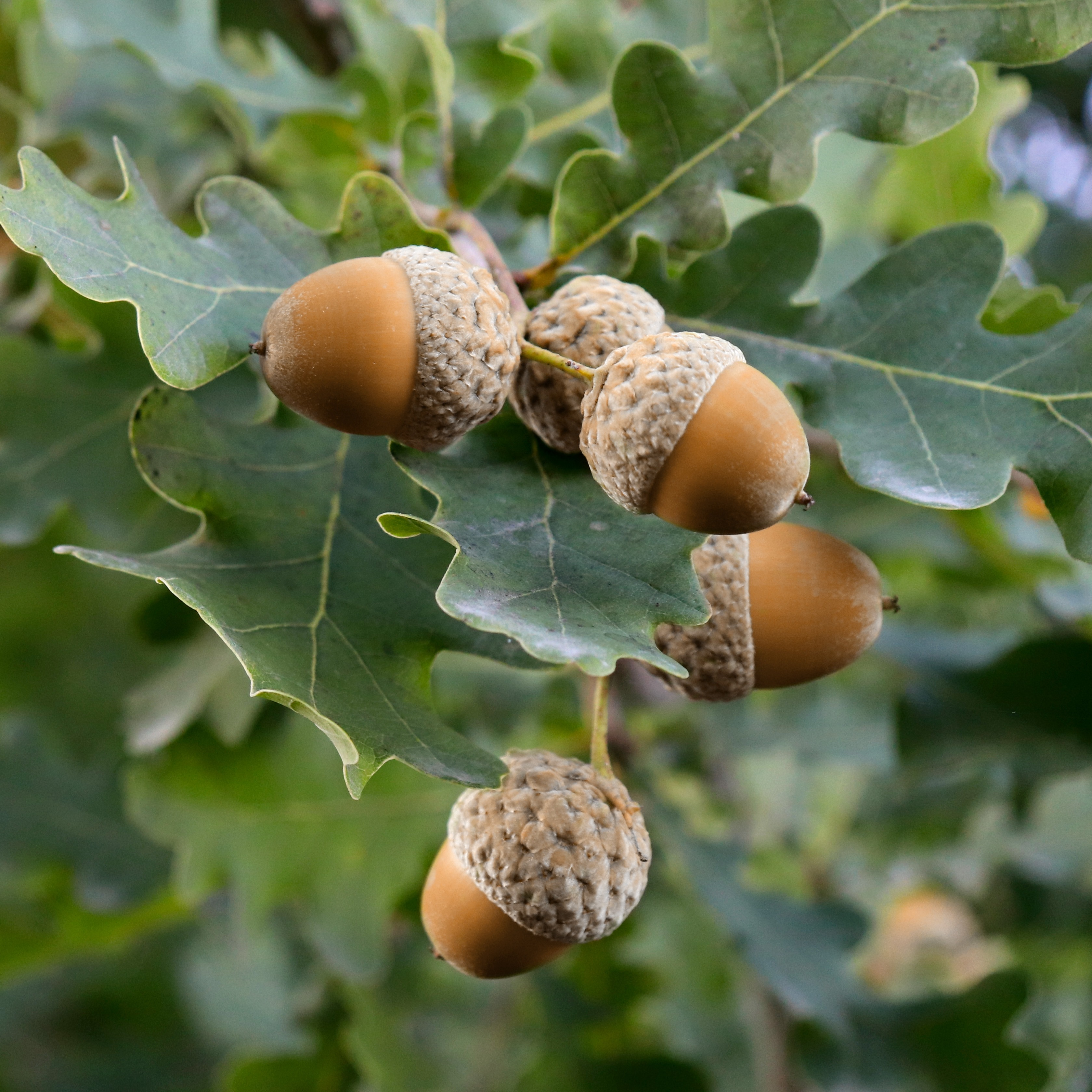 Planning a Vegetable Garden, Planting a Rain Garden, Growing Oak Trees from Acorns