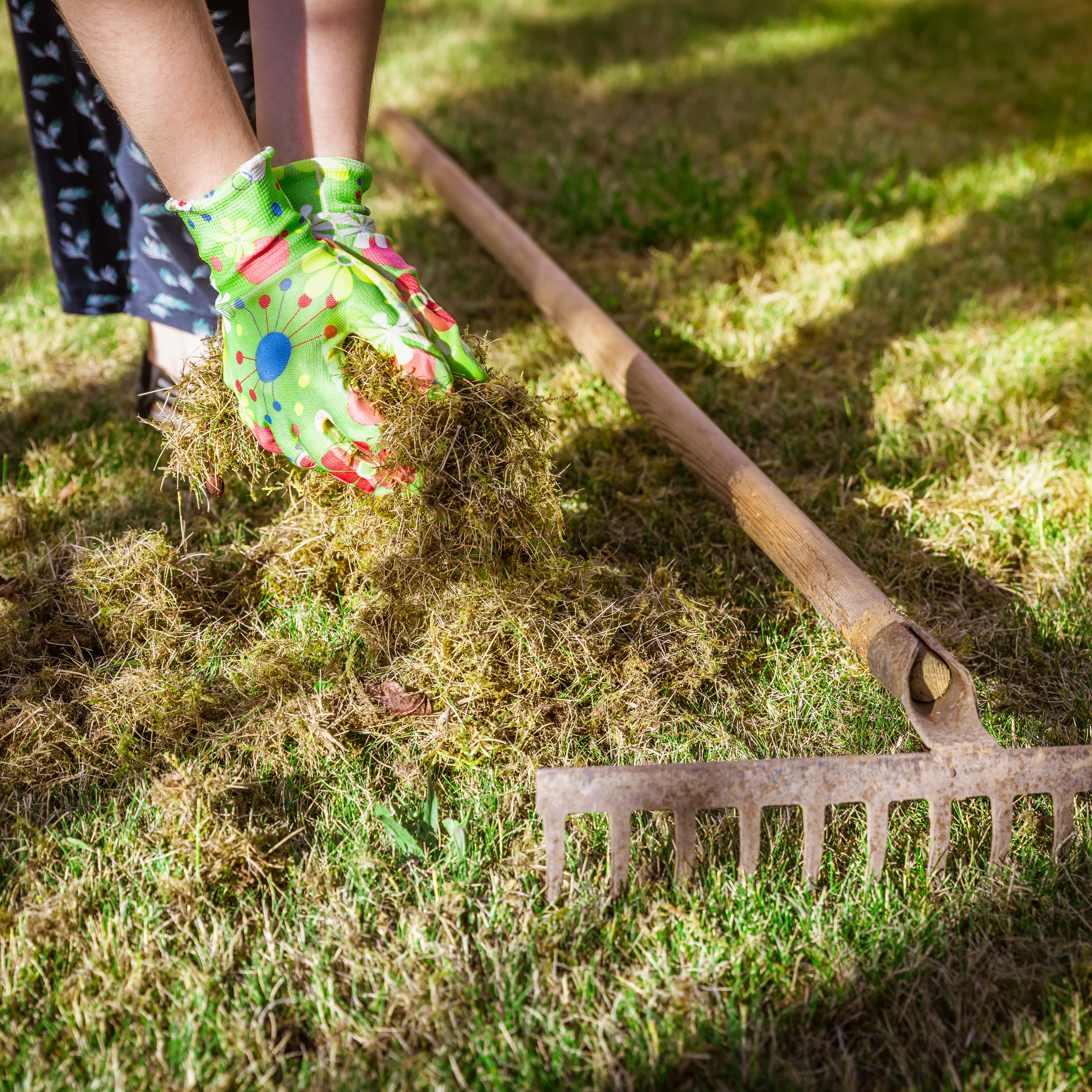 Getting to Work on the Lawn, Fertilizer Facts, Putting Labor into Lilacs