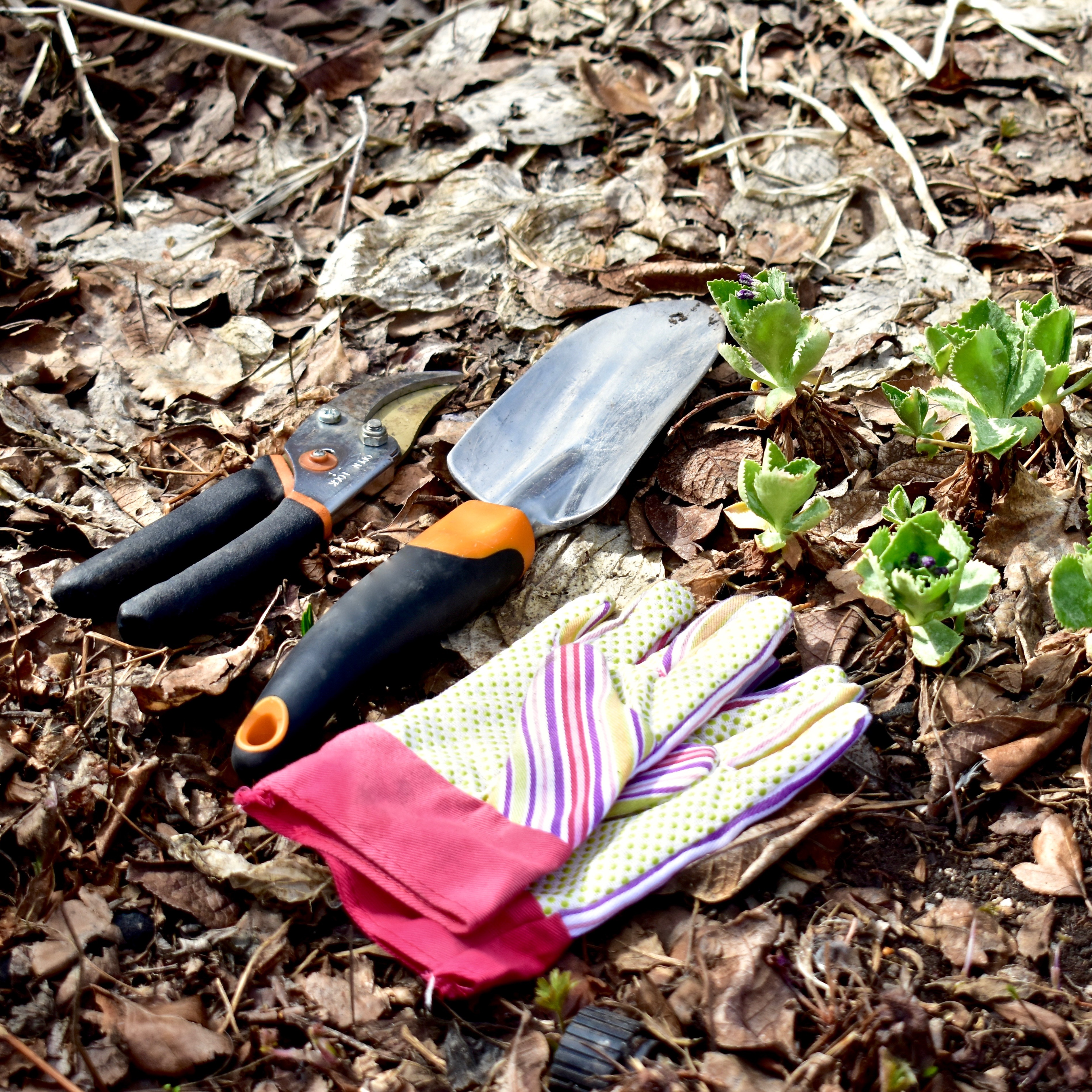 Time to Start Fertilizing, Getting the Right Grass Seed, Weed Treating Strategies