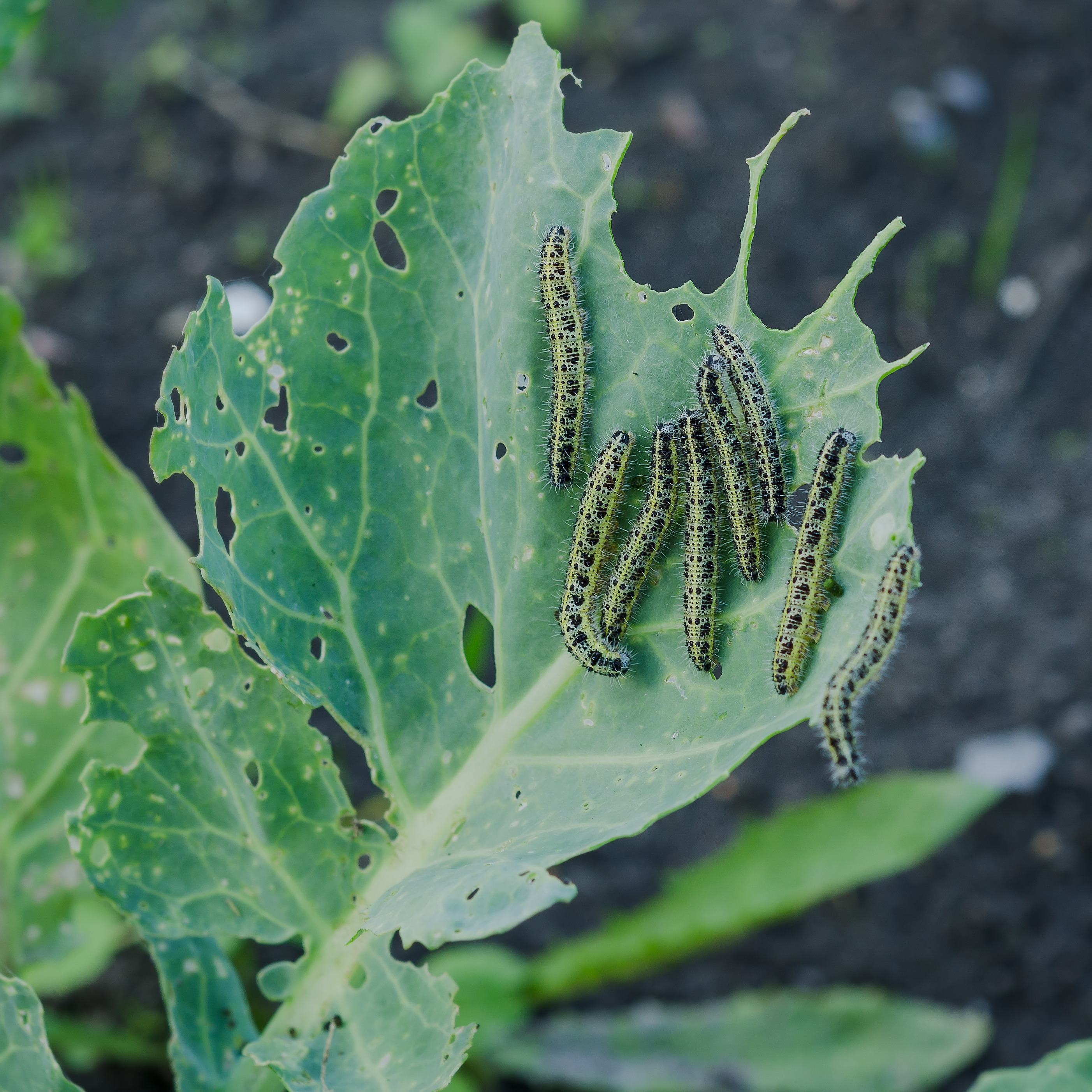 Keeping Bugs Away, Relocating Rhubarb, Planting Perennials