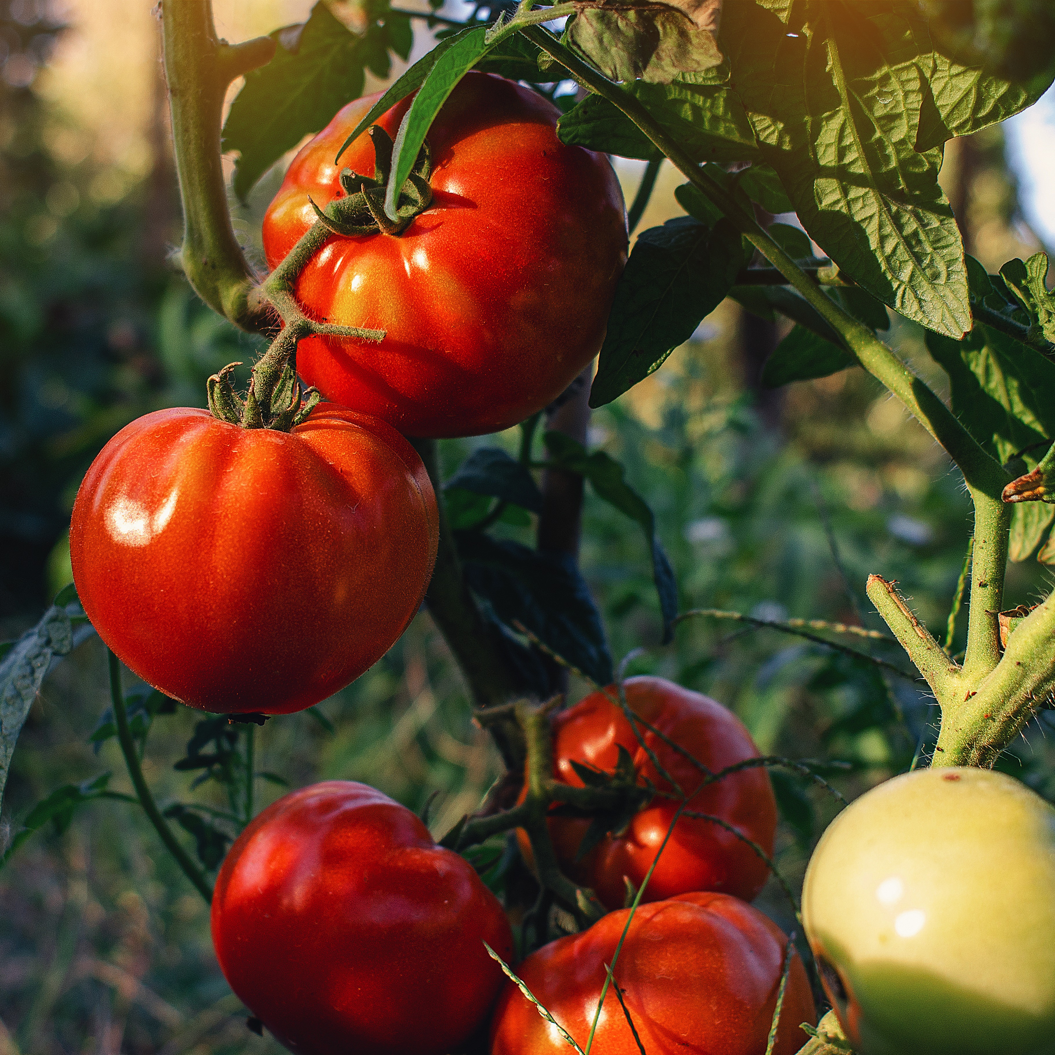 Pepper and Tomato Planting, Protecting Apple Trees, Lawn Mowing Tips