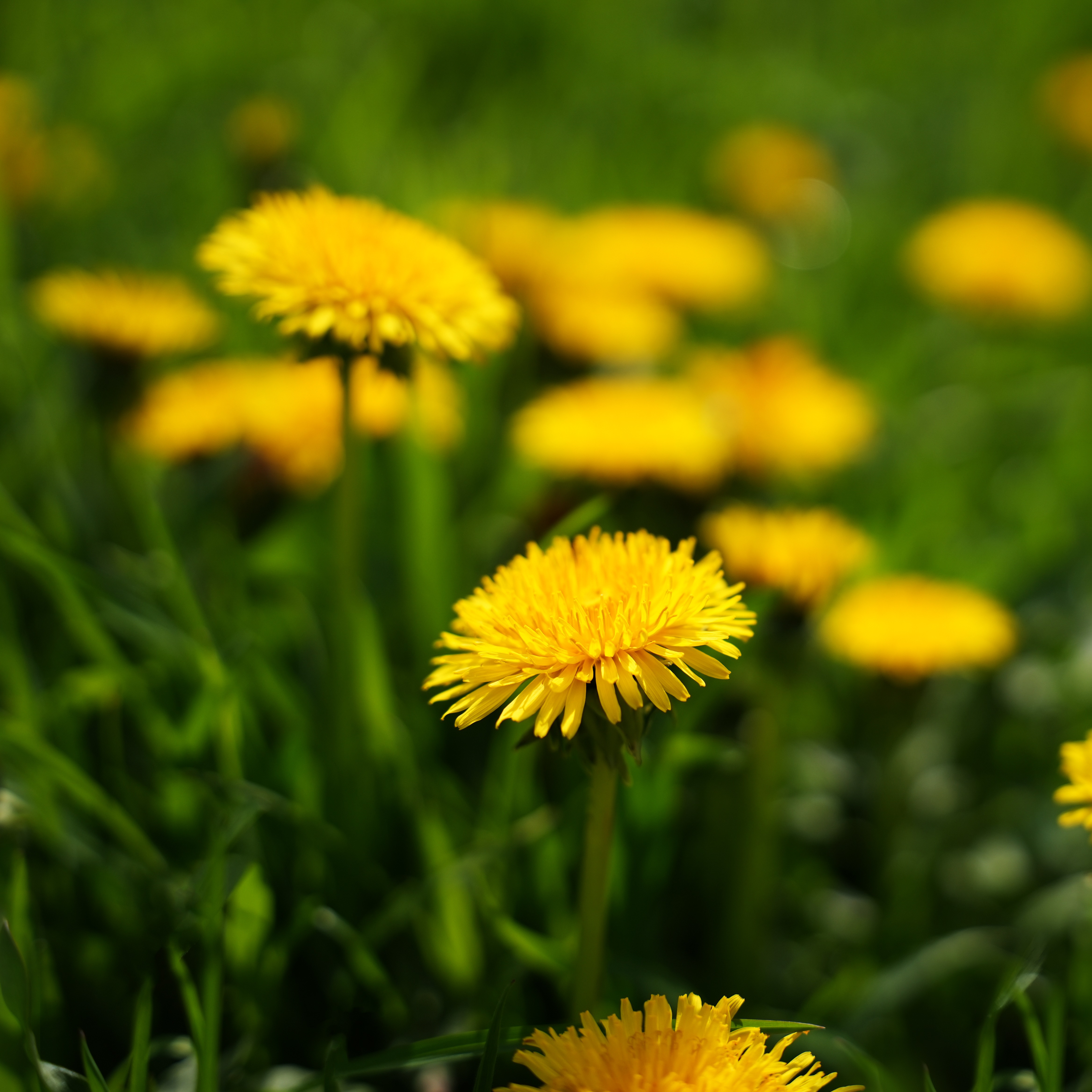 Bareroot Planting Basics, Killing Dandelions, Getting Peonies to Bloom
