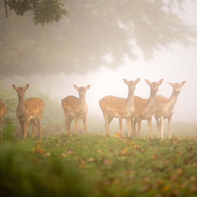 Some Time Dedicated to Our Deer Friends episode artwork