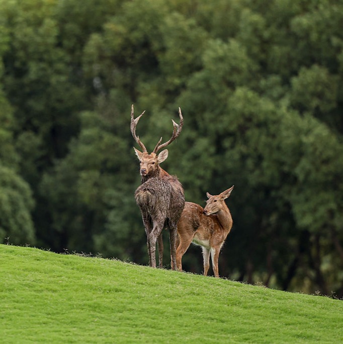 Deer Are Center Stage, But There's More episode artwork