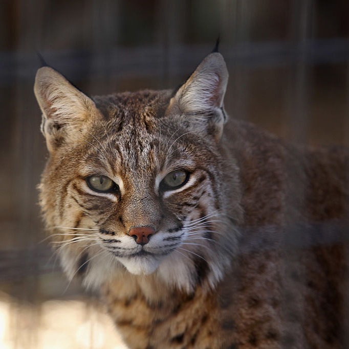 Bobcat Searching and Conservation Saving episode artwork