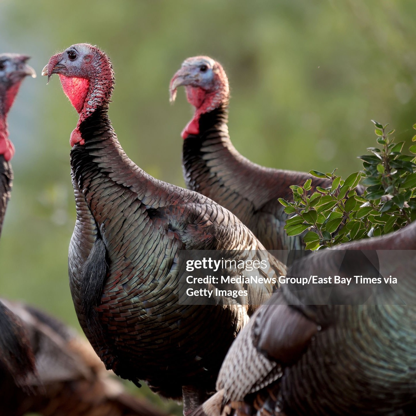 Deer & Turkeys Own the Spotlight Ahead of the Holiday episode artwork