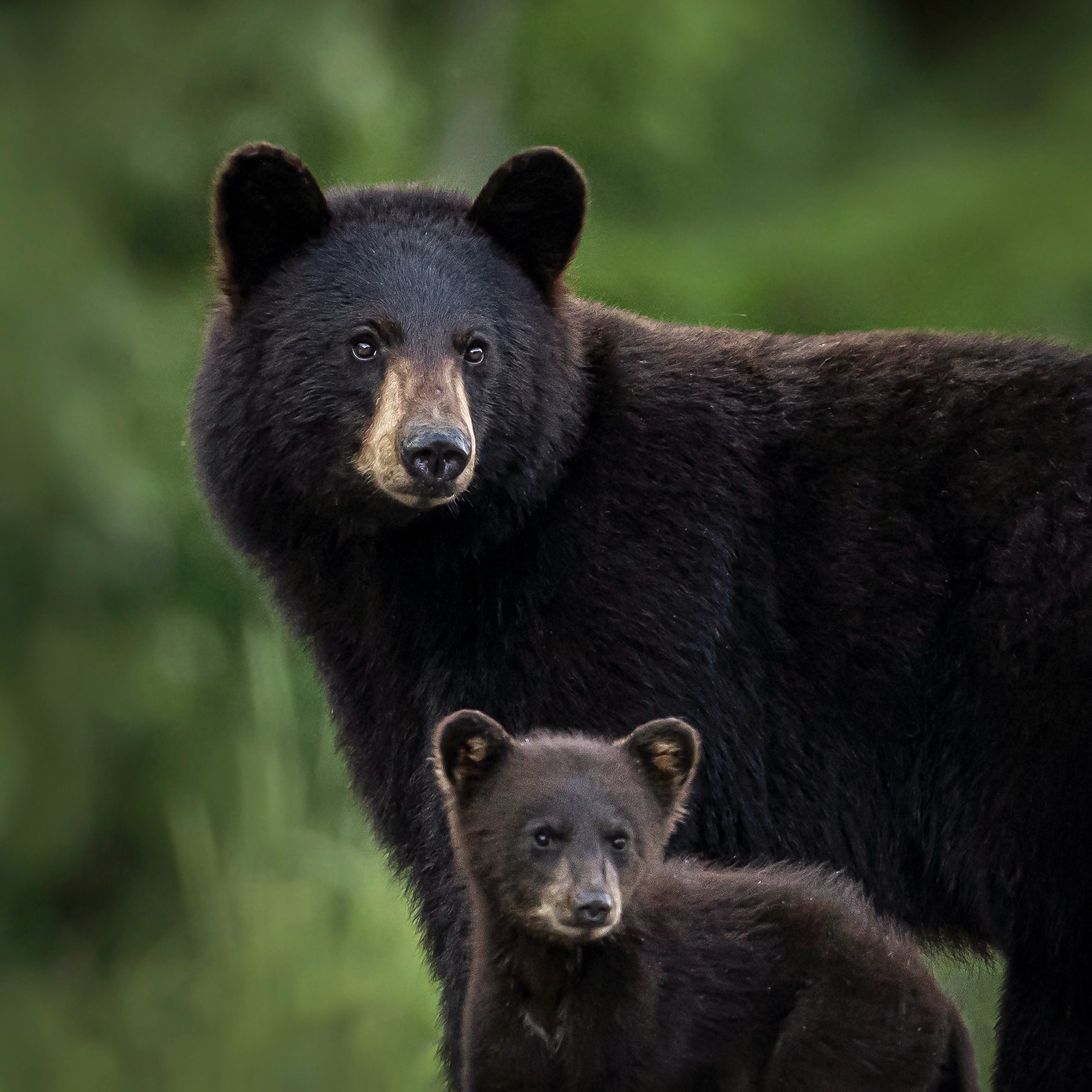 Bears, Birds, and Benefitting the Outdoors Community episode artwork