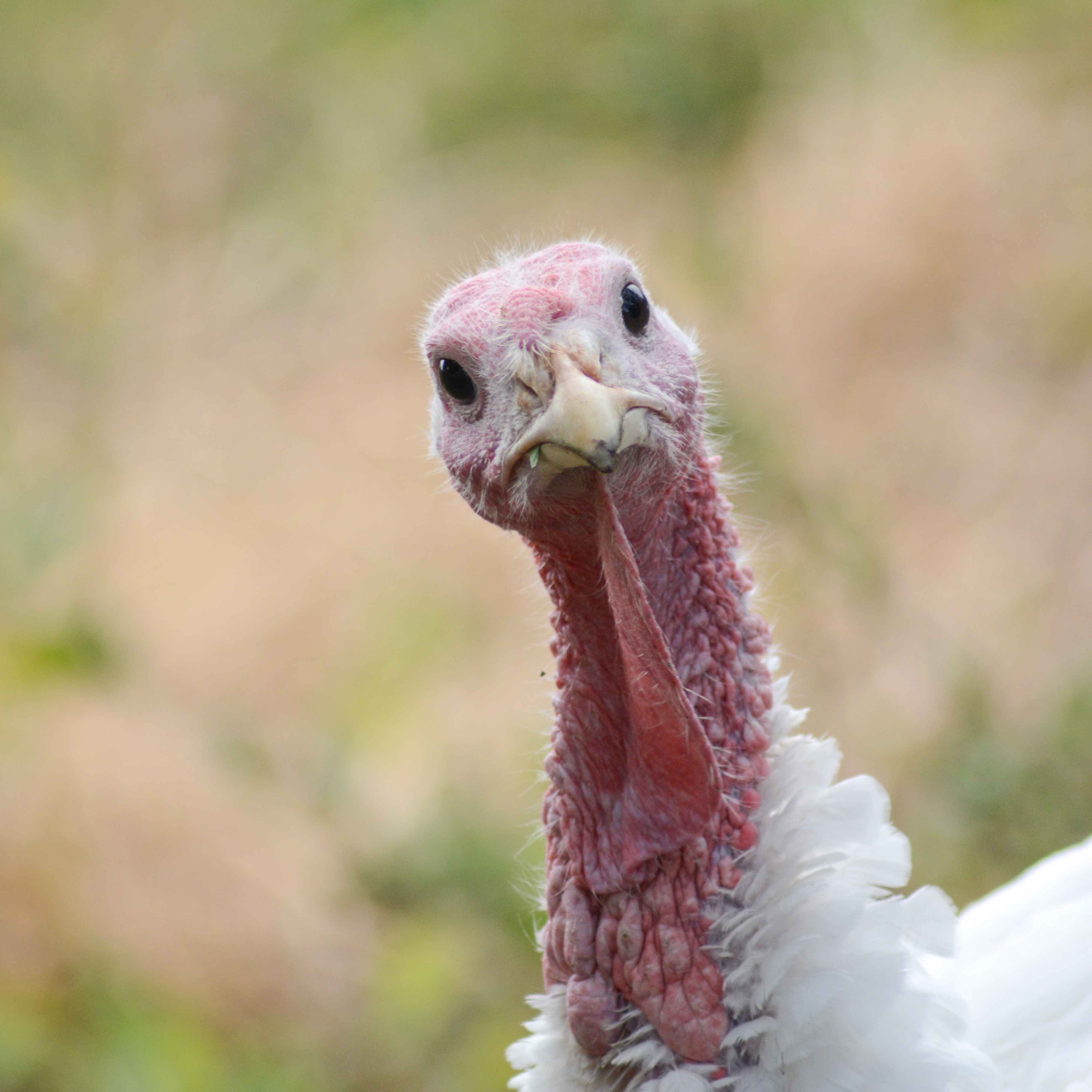 We attacked that turkey like it owed us money episode artwork