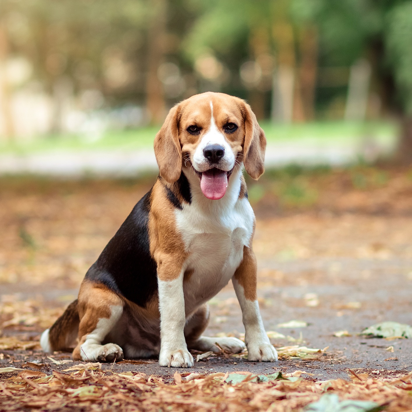 Sawkar Salute:  Minnesota welcomes beagles to the the land of 10,000 lakes. episode artwork