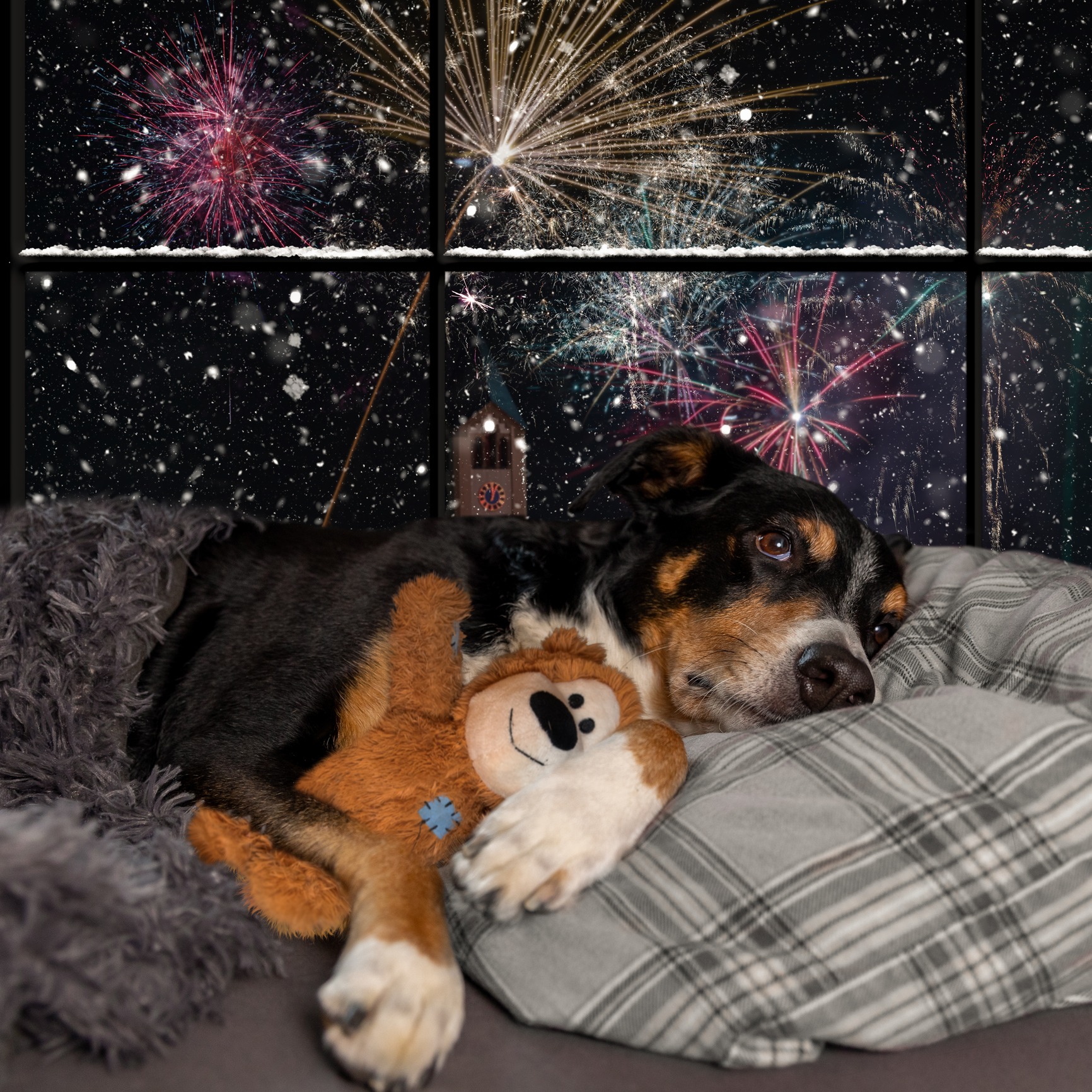 Keeping our dogs safe and secure during the fireworks season! episode artwork