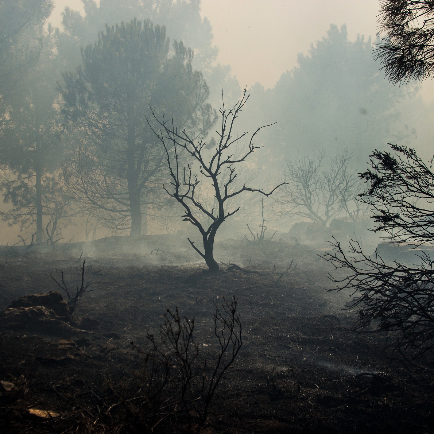 Karen Harrison, Minnesota DNR with the latest on northern MN fires! episode artwork