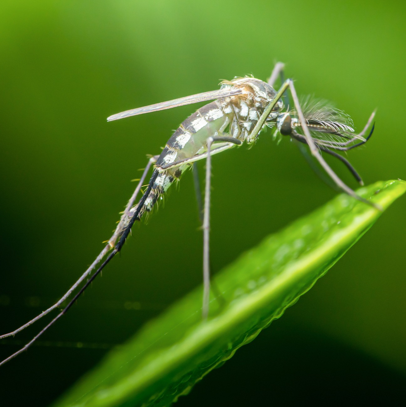 How will the dry weather affect mosquitos in Minnesota? episode artwork