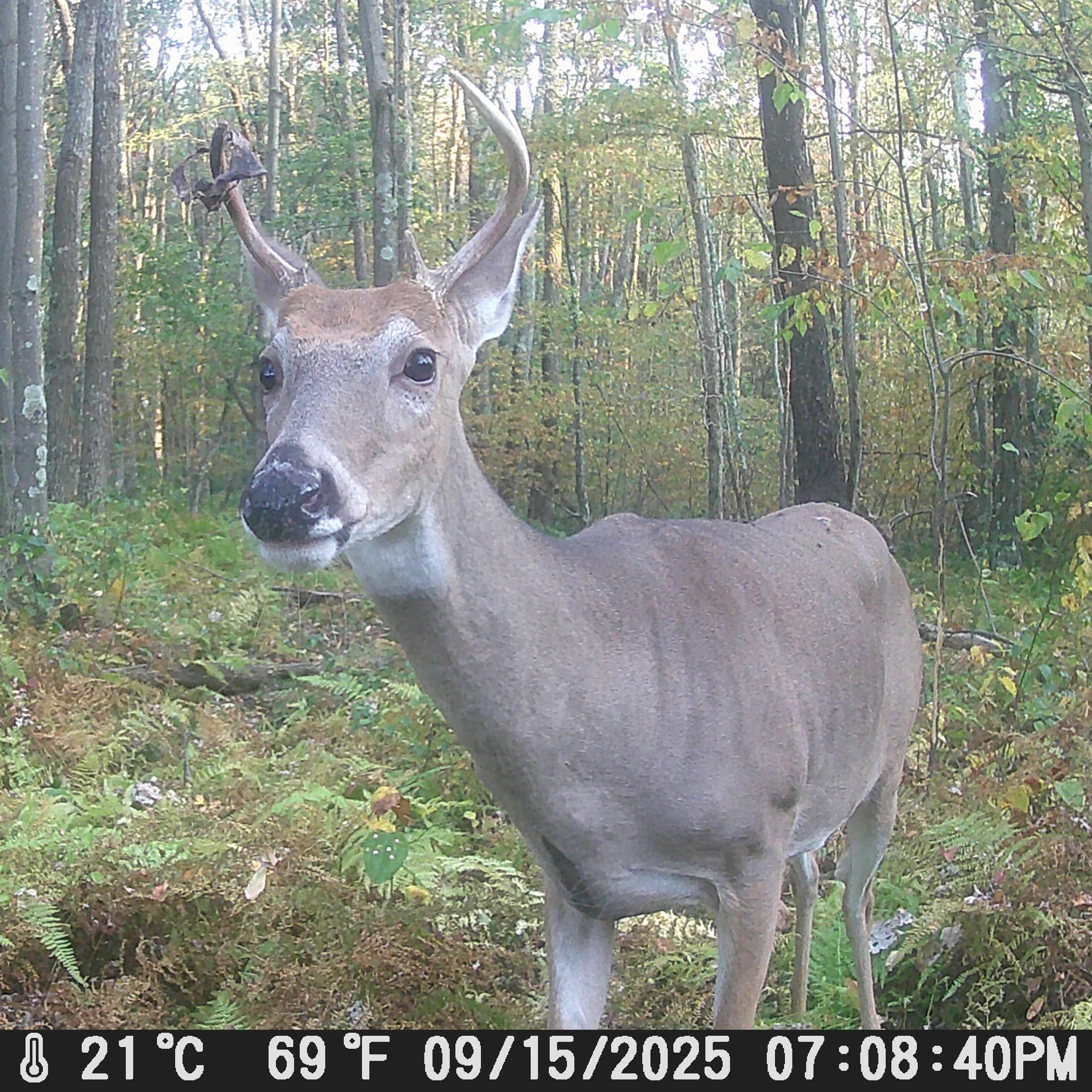 Steve Carney thinks those bachelor groups of deer could get ROWDY episode artwork