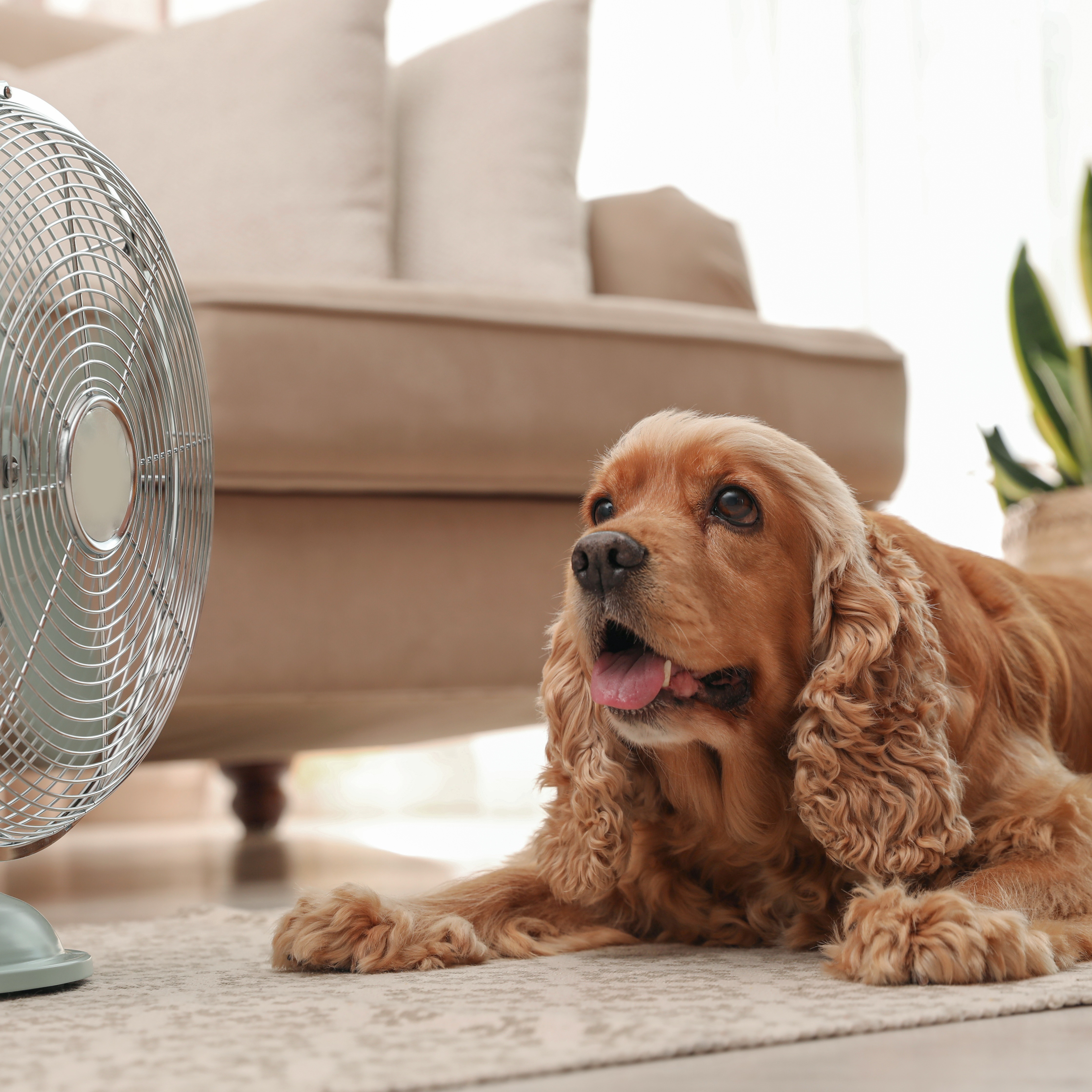 How can you keep your pets safe in extreme heat? episode artwork