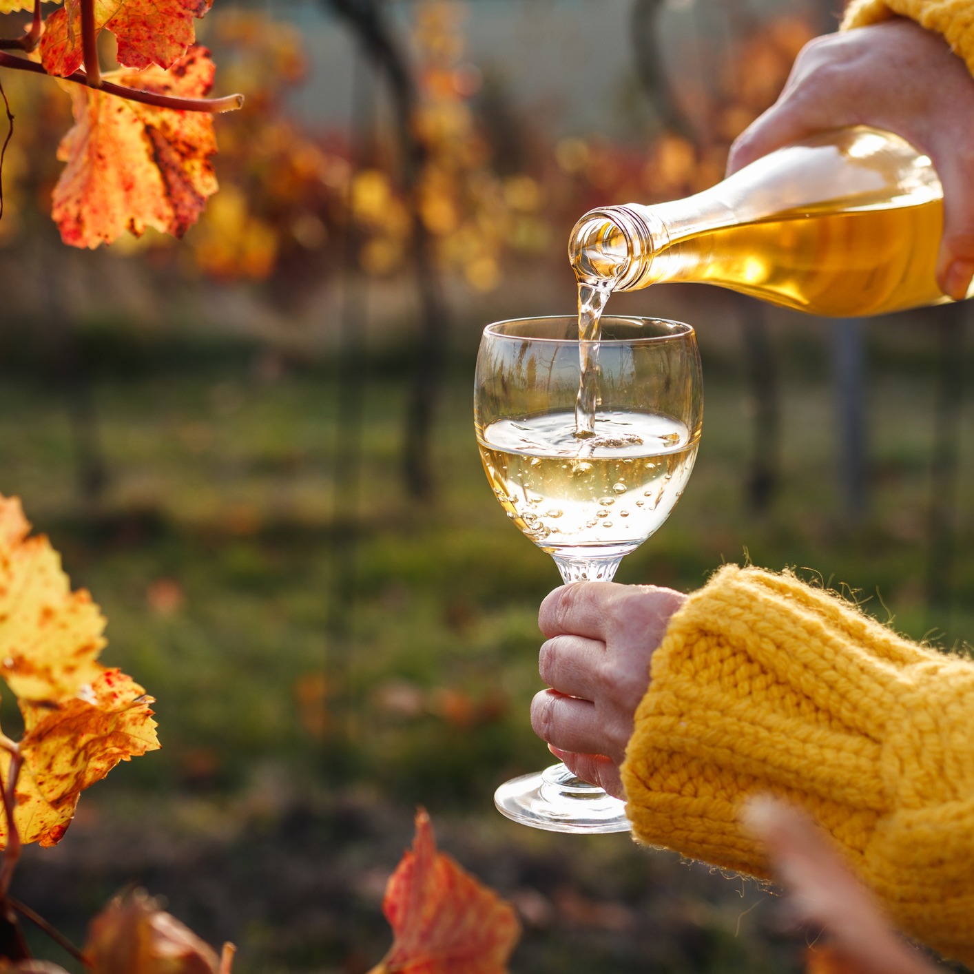 State Fair sips, transitioning wines from summer to fall! episode artwork